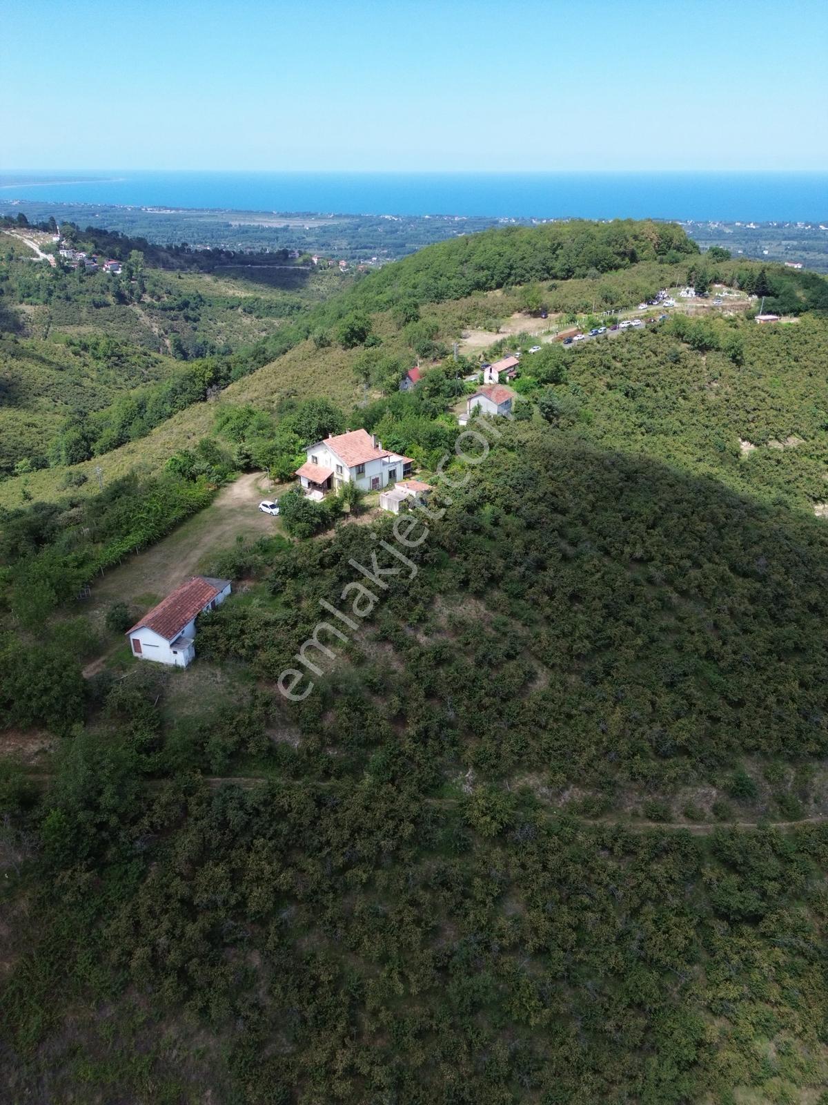 Terme Cılar Mahallesinde Satılık Villa & 35 Dönüm Fındık Bahçesi — fotoğraf 2