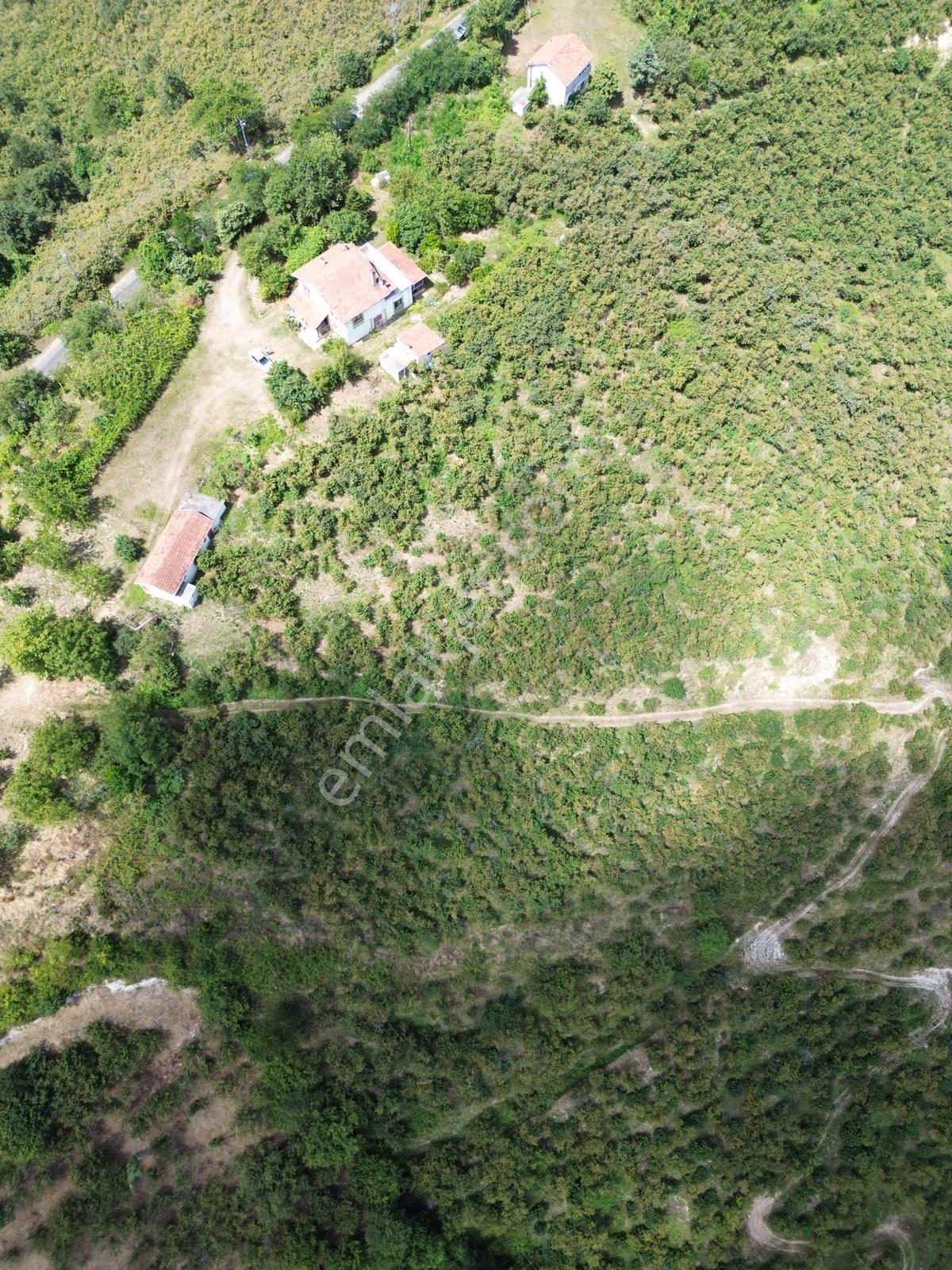 Terme Cılar Mahallesinde Satılık Villa & 35 Dönüm Fındık Bahçesi — fotoğraf 9