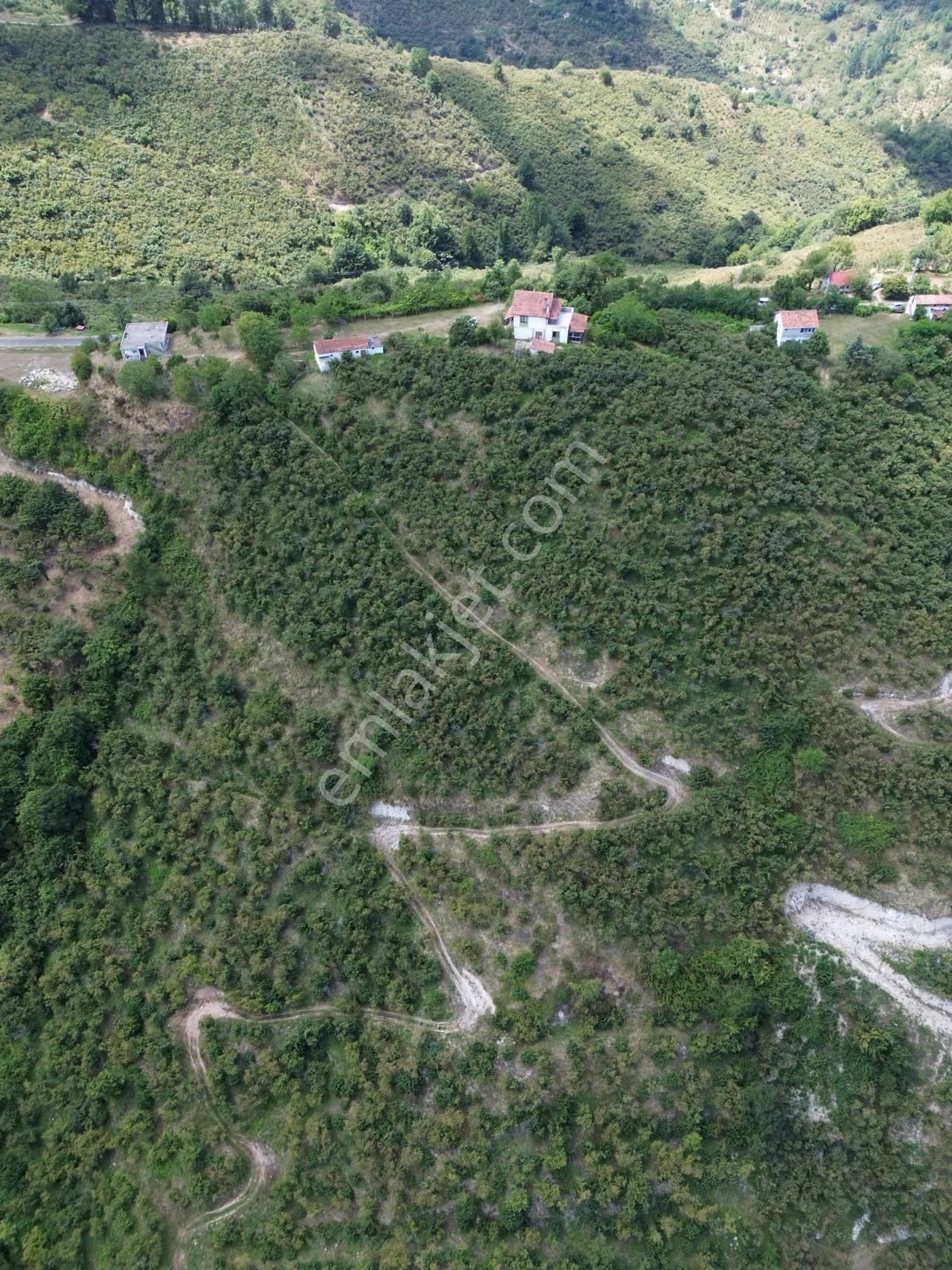 Terme Cılar Mahallesinde Satılık Villa & 35 Dönüm Fındık Bahçesi — fotoğraf 10