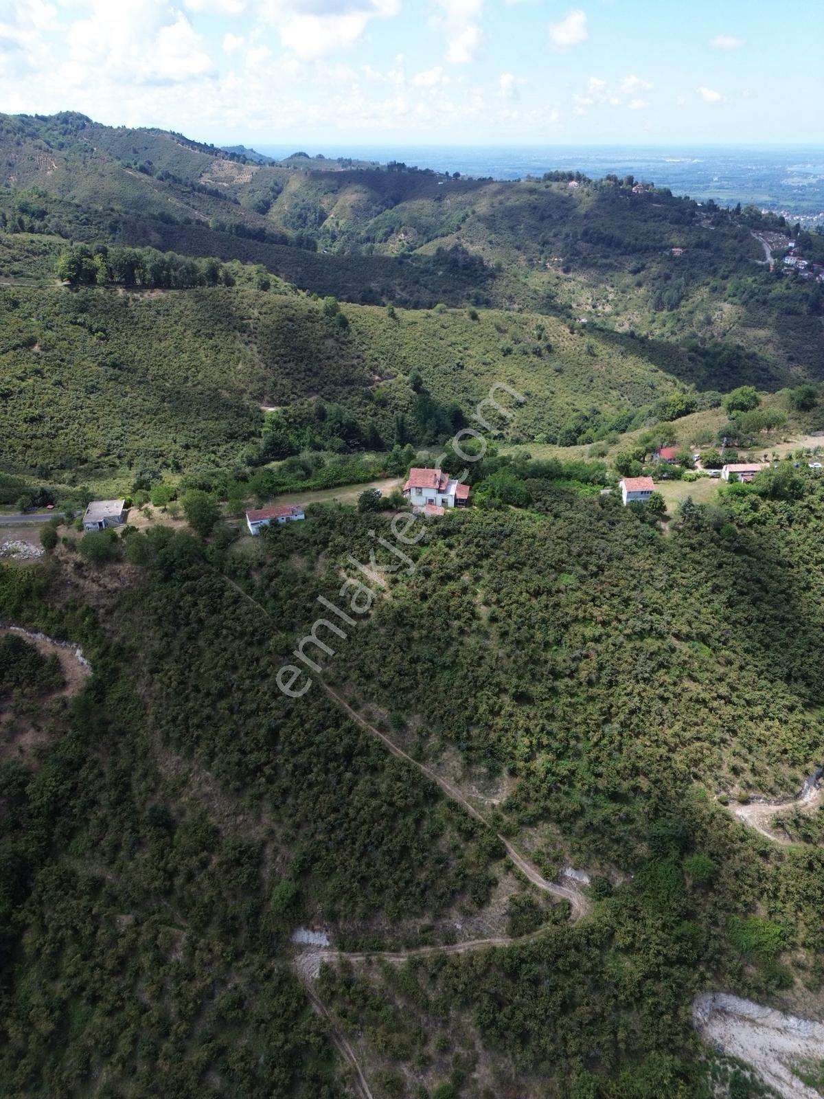 Terme Cılar Mahallesinde Satılık Villa & 35 Dönüm Fındık Bahçesi — fotoğraf 11