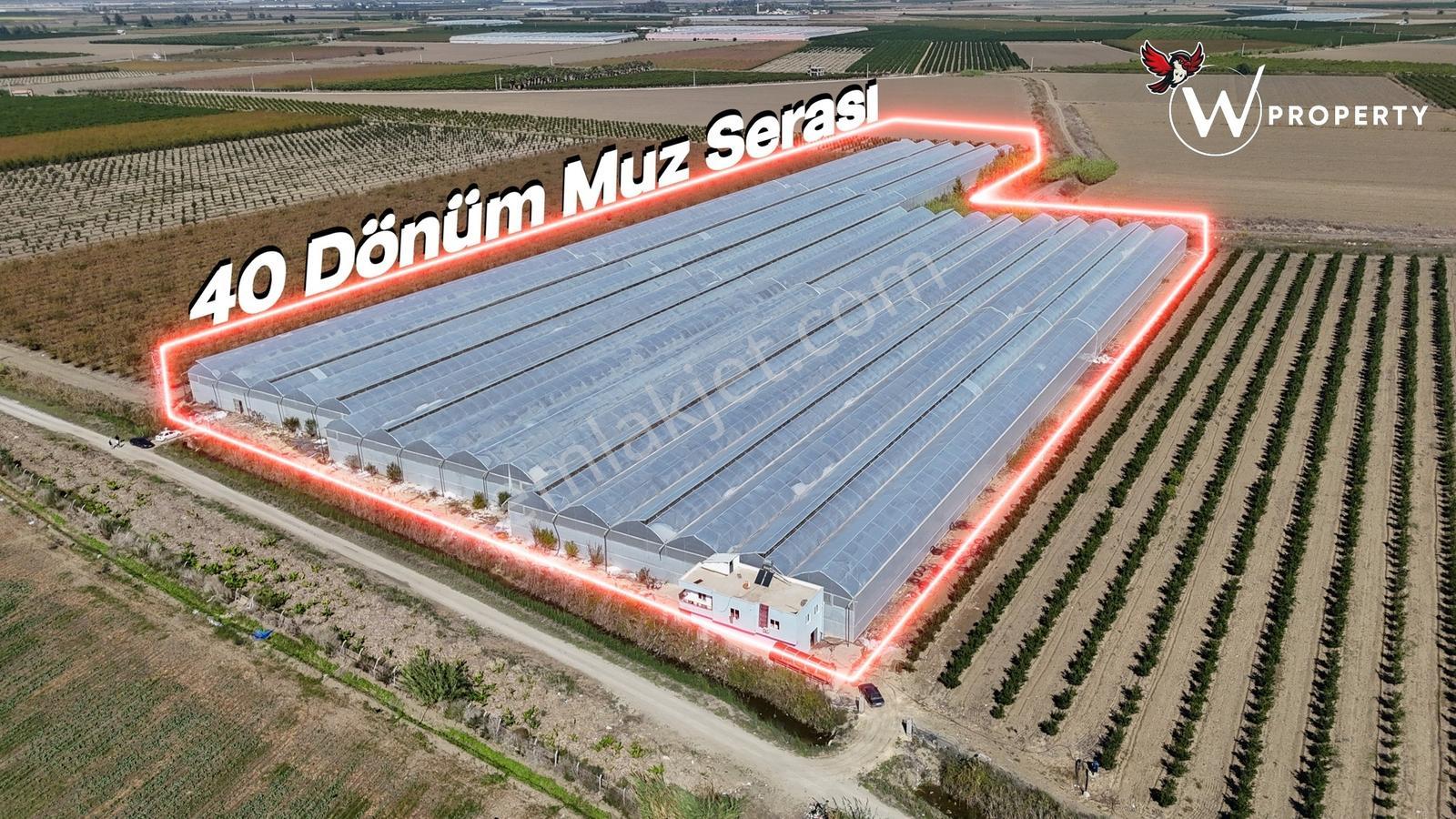W Property'den Satılık 90 Dönüm Muz Serası Ve W Murcott Bahçesi — fotoğraf 8