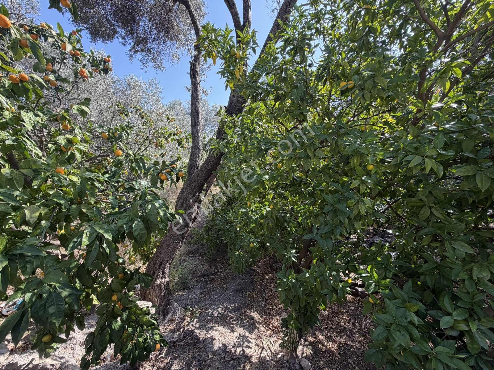 Anbarseki Sasko Mevkinde 3.680 M2 Zeytin Ve Mandalina Bahçesi