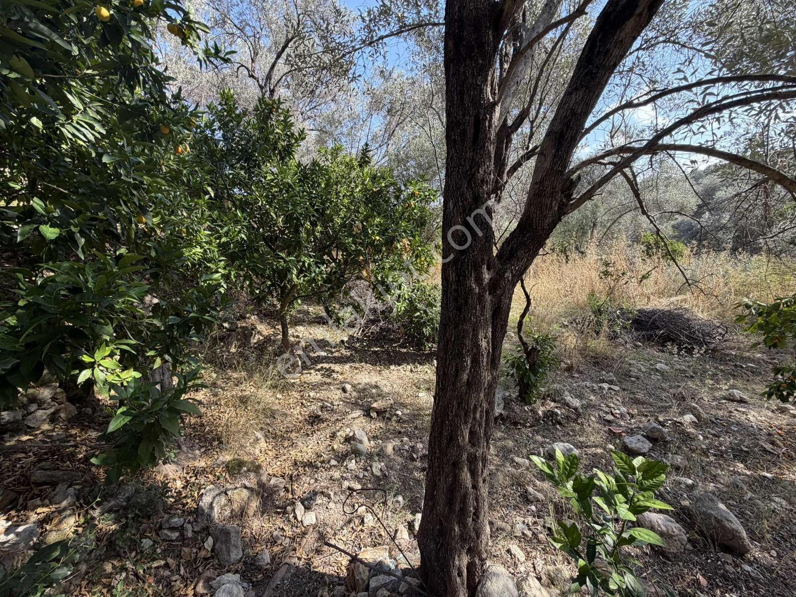 Anbarseki Sasko Mevkinde 3.680 M2 Zeytin Ve Mandalina Bahçesi — fotoğraf 2