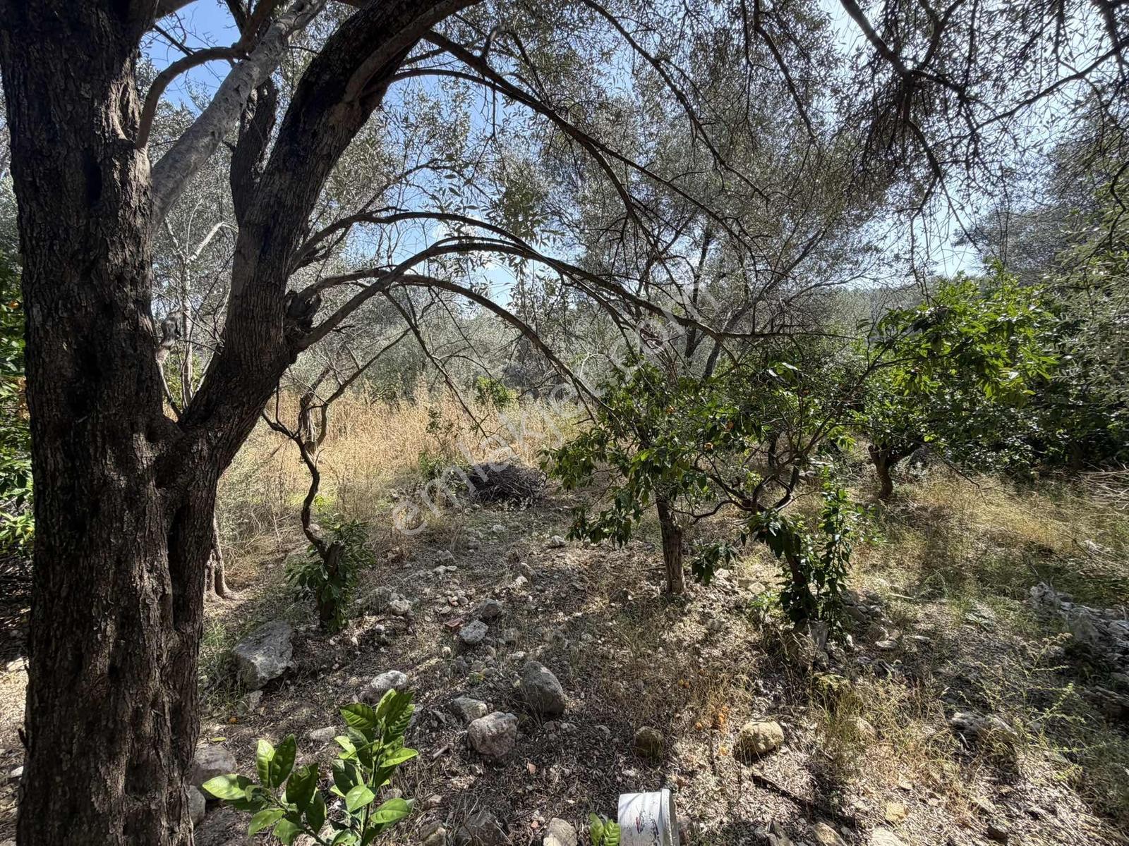 Anbarseki Sasko Mevkinde 3.680 M2 Zeytin Ve Mandalina Bahçesi — fotoğraf 3