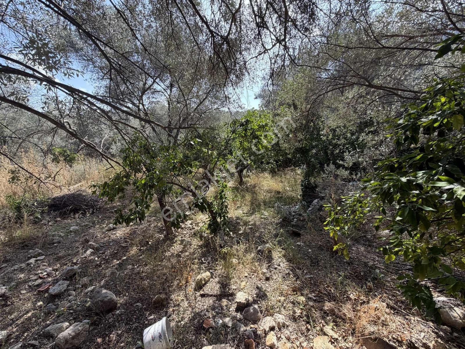 Anbarseki Sasko Mevkinde 3.680 M2 Zeytin Ve Mandalina Bahçesi — fotoğraf 4