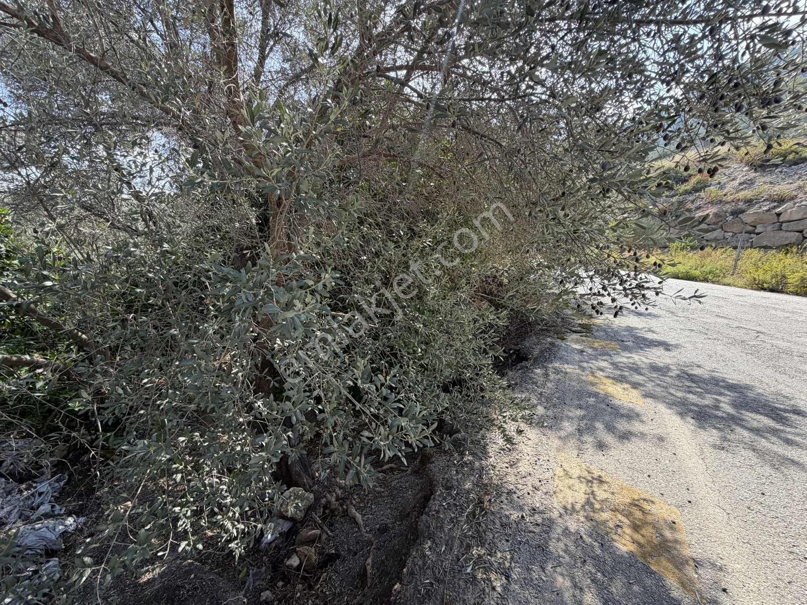 Anbarseki Sasko Mevkinde 3.680 M2 Zeytin Ve Mandalina Bahçesi — fotoğraf 5