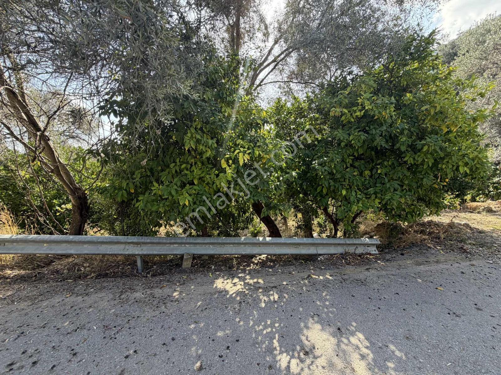 Anbarseki Sasko Mevkinde 3.680 M2 Zeytin Ve Mandalina Bahçesi — fotoğraf 6