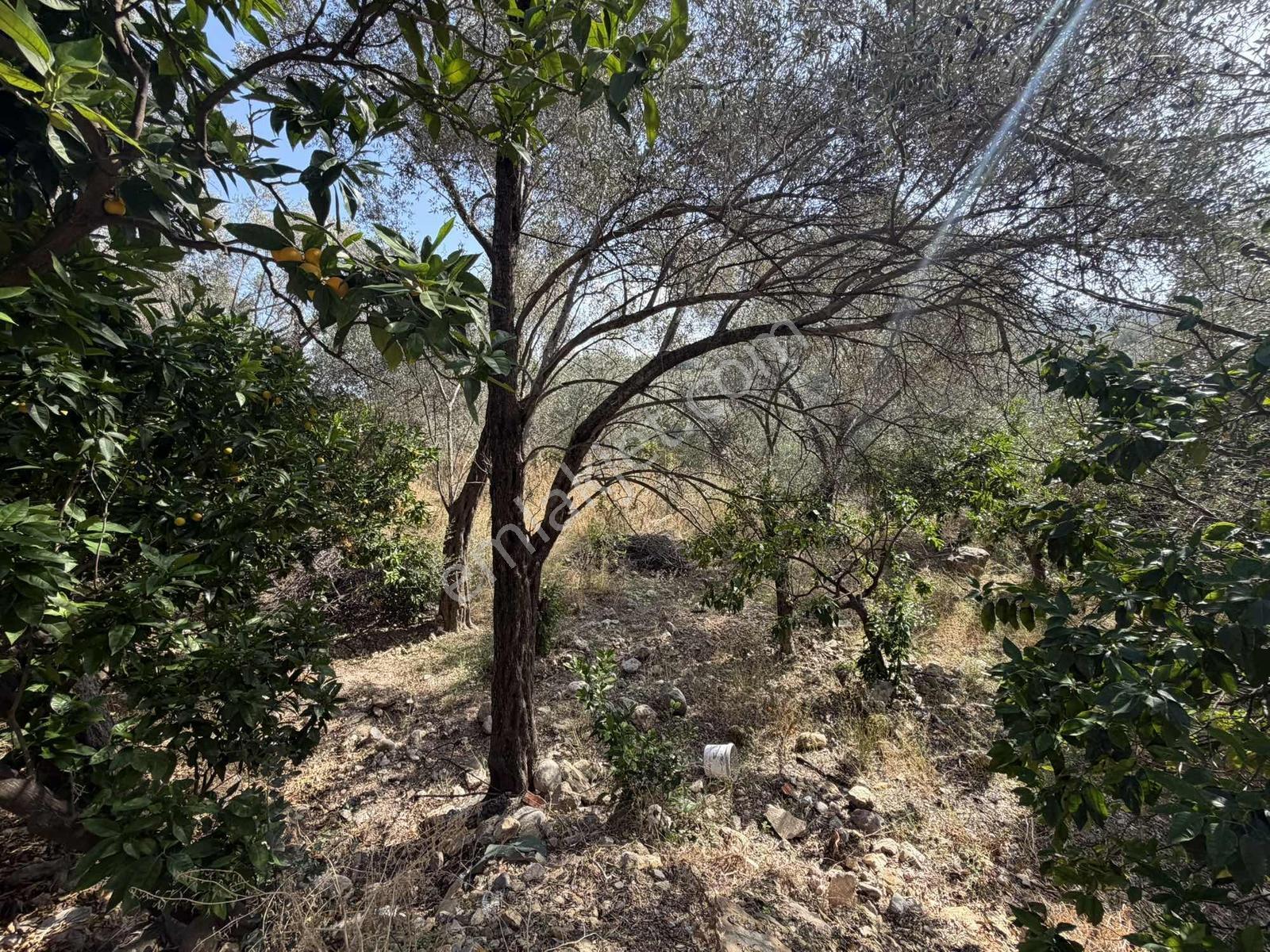 Anbarseki Sasko Mevkinde 3.680 M2 Zeytin Ve Mandalina Bahçesi — fotoğraf 7