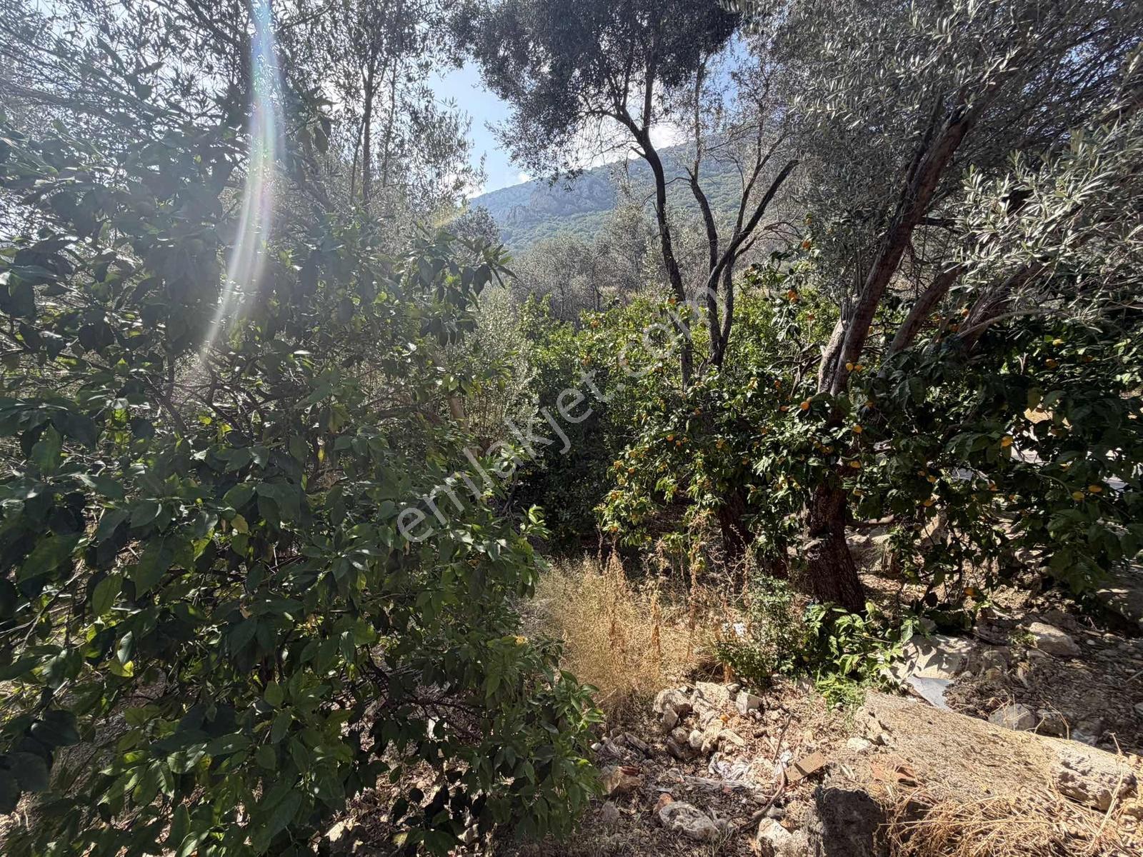 Anbarseki Sasko Mevkinde 3.680 M2 Zeytin Ve Mandalina Bahçesi — fotoğraf 8
