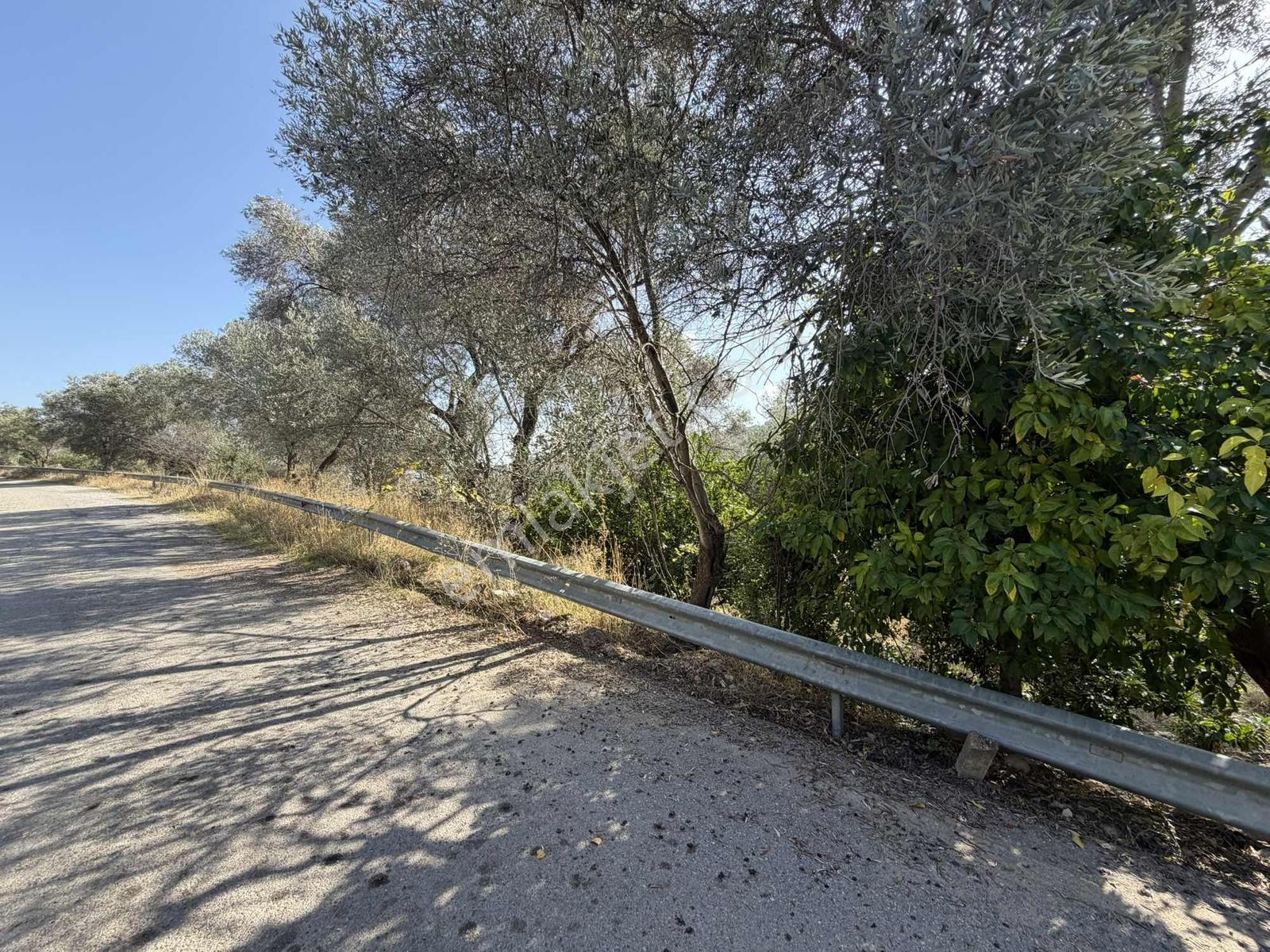 Anbarseki Sasko Mevkinde 3.680 M2 Zeytin Ve Mandalina Bahçesi — fotoğraf 9