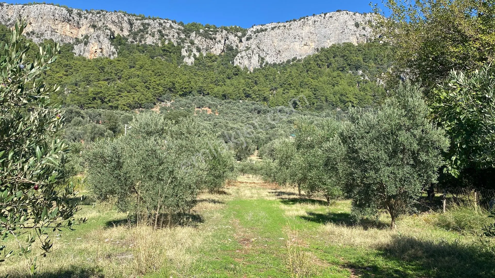 Dalaman Kayadibi Mahallesi Satılık 892 M² Zeytinlik — fotoğraf 2
