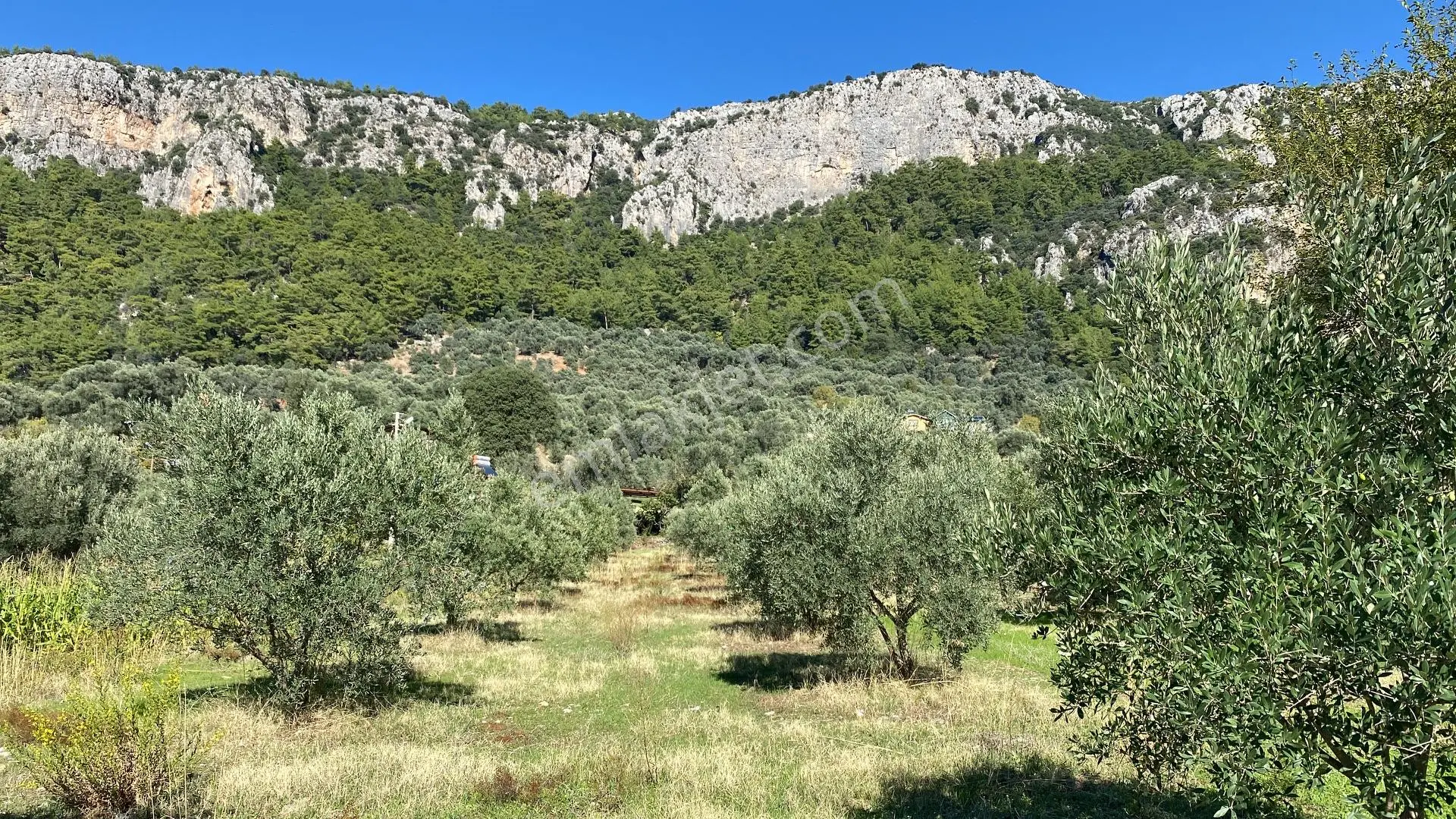 Dalaman Kayadibi Mahallesi Satılık 892 M² Zeytinlik — fotoğraf 3