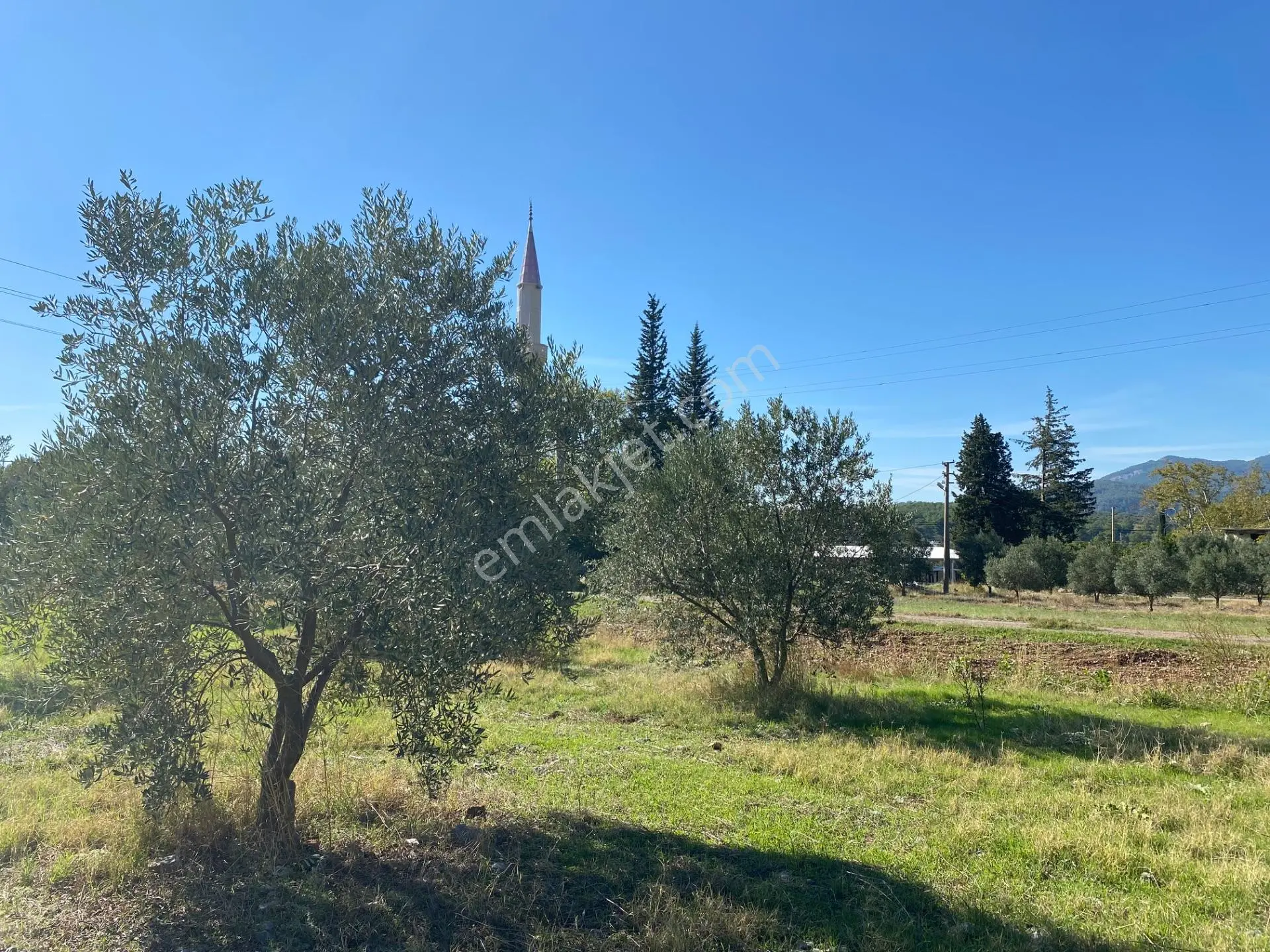 Dalaman Kayadibi Mahallesi Satılık 892 M² Zeytinlik — fotoğraf 5