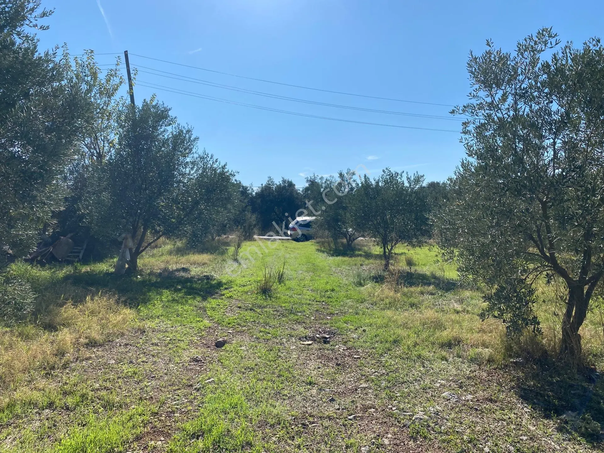 Dalaman Kayadibi Mahallesi Satılık 892 M² Zeytinlik — fotoğraf 6