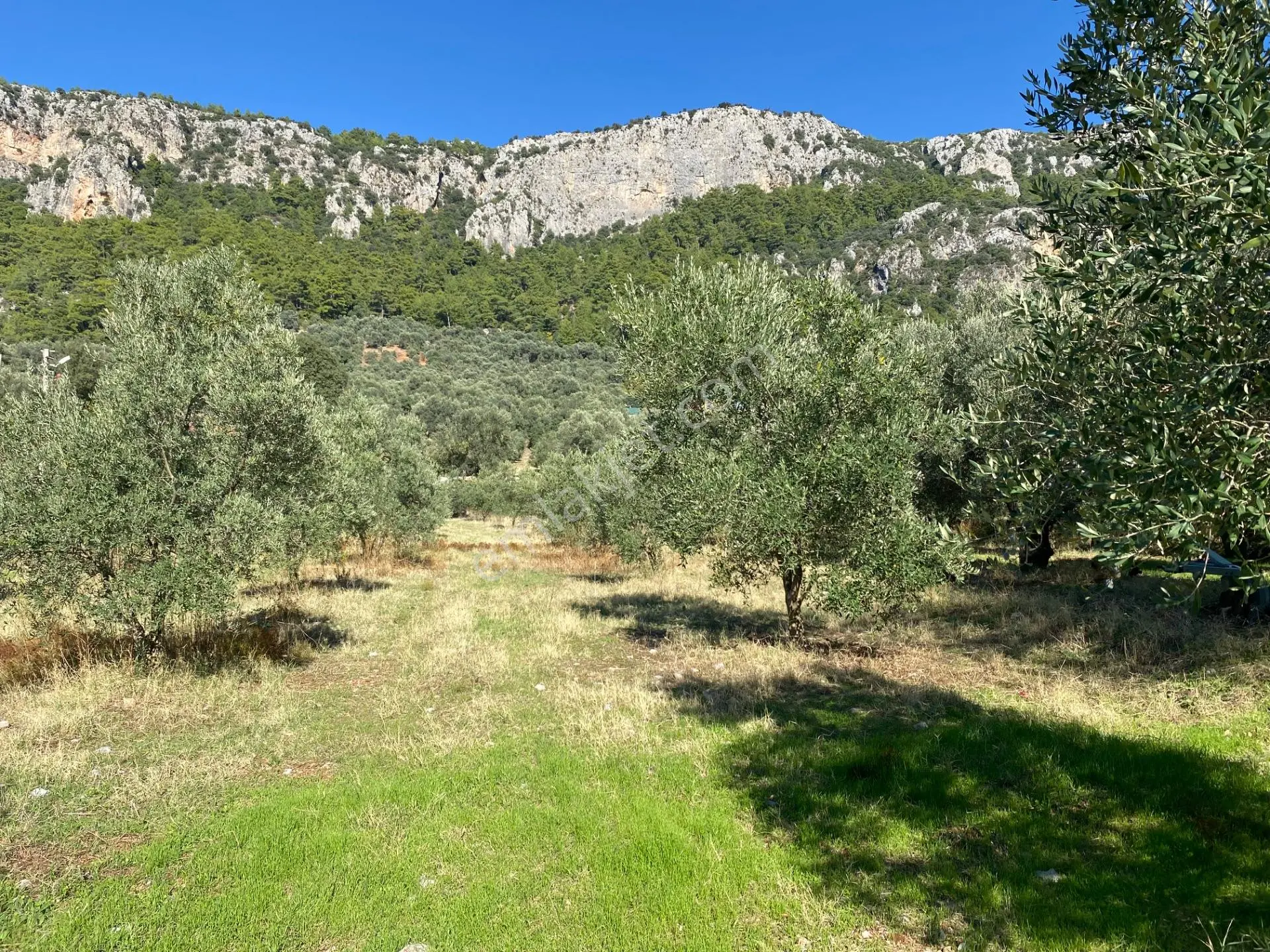 Dalaman Kayadibi Mahallesi Satılık 892 M² Zeytinlik — fotoğraf 8