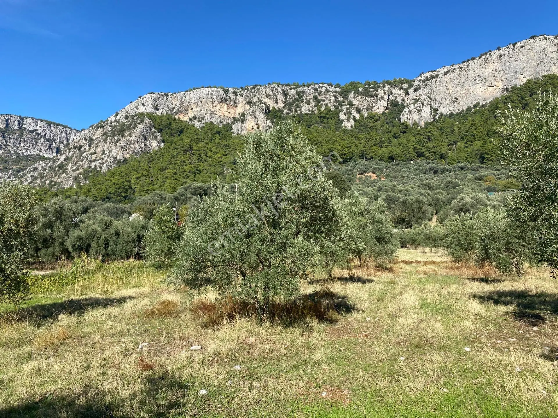 Dalaman Kayadibi Mahallesi Satılık 892 M² Zeytinlik — fotoğraf 9