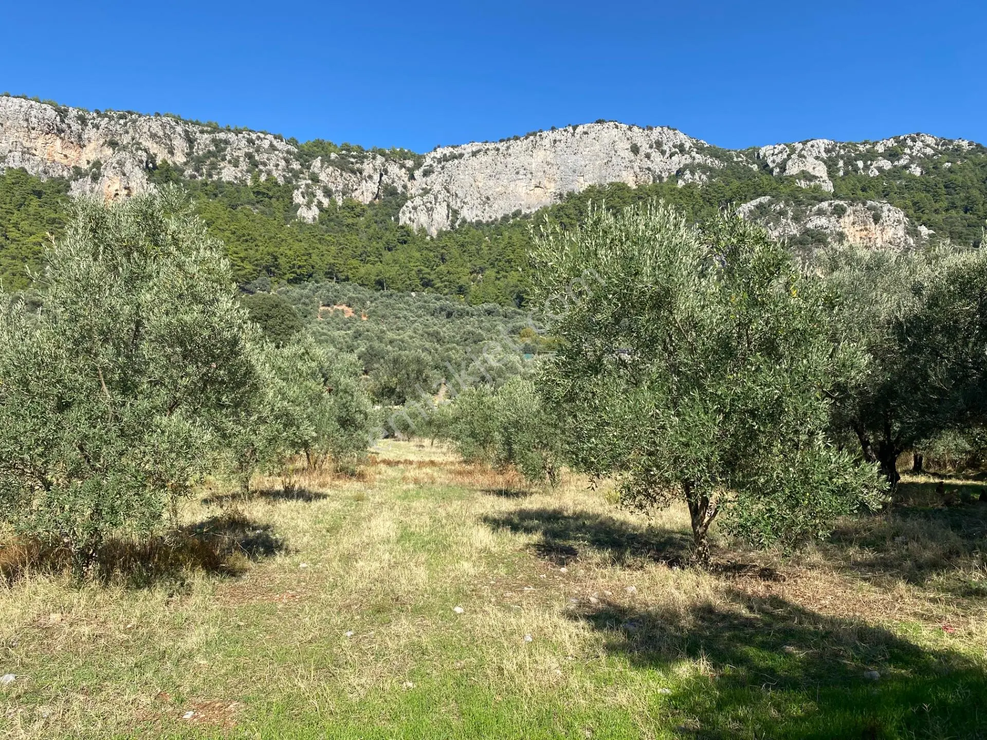 Dalaman Kayadibi Mahallesi Satılık 892 M² Zeytinlik — fotoğraf 10