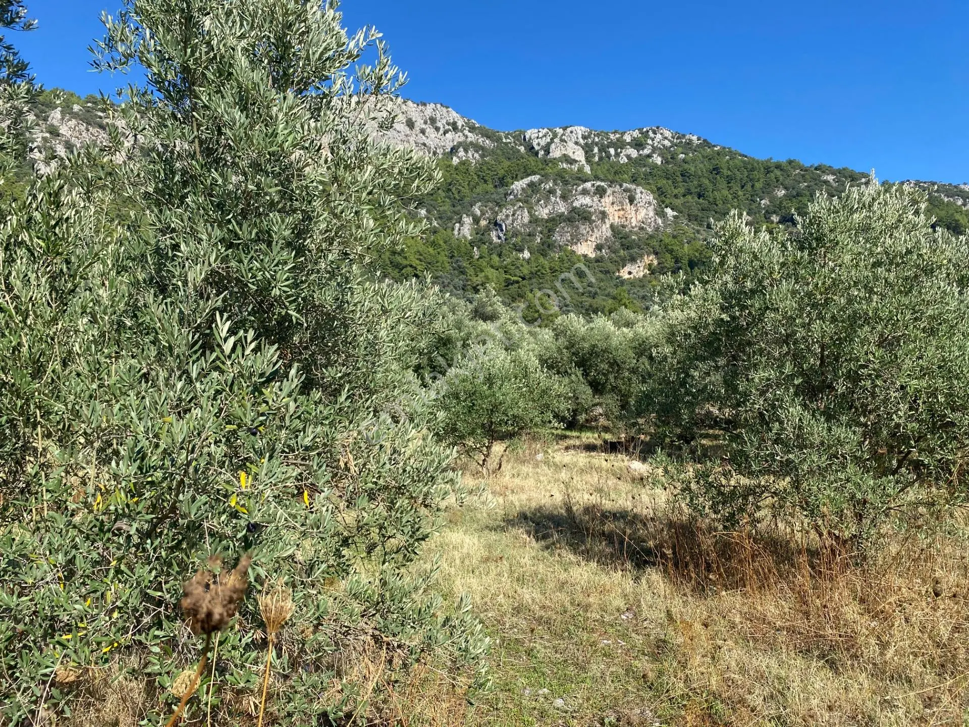 Dalaman Kayadibi Mahallesi Satılık 892 M² Zeytinlik — fotoğraf 11