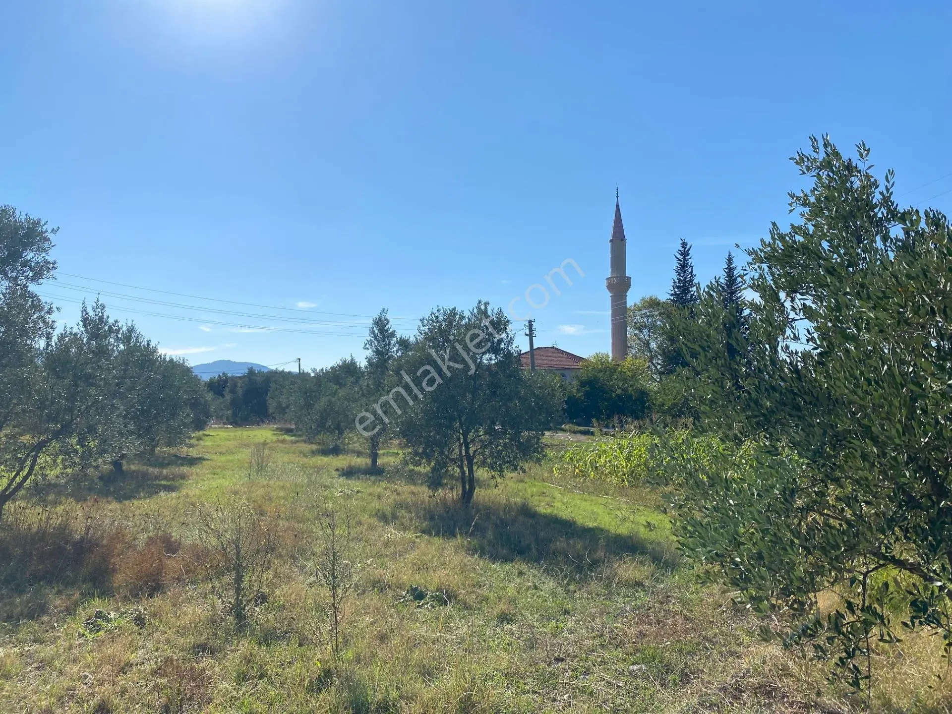 Dalaman Kayadibi Mahallesi Satılık 892 M² Zeytinlik — fotoğraf 14