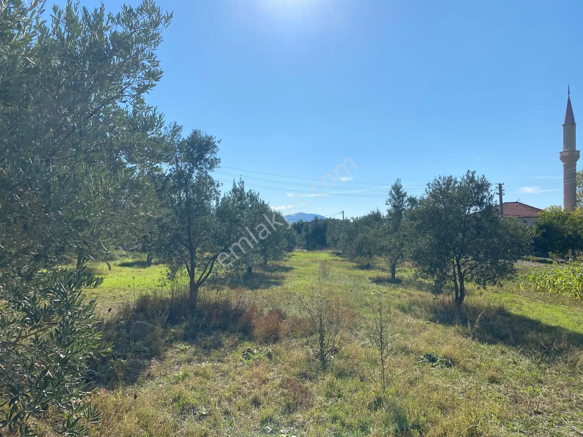 Dalaman Kayadibi Mahallesi Satılık 892 M² Zeytinlik — fotoğraf 15