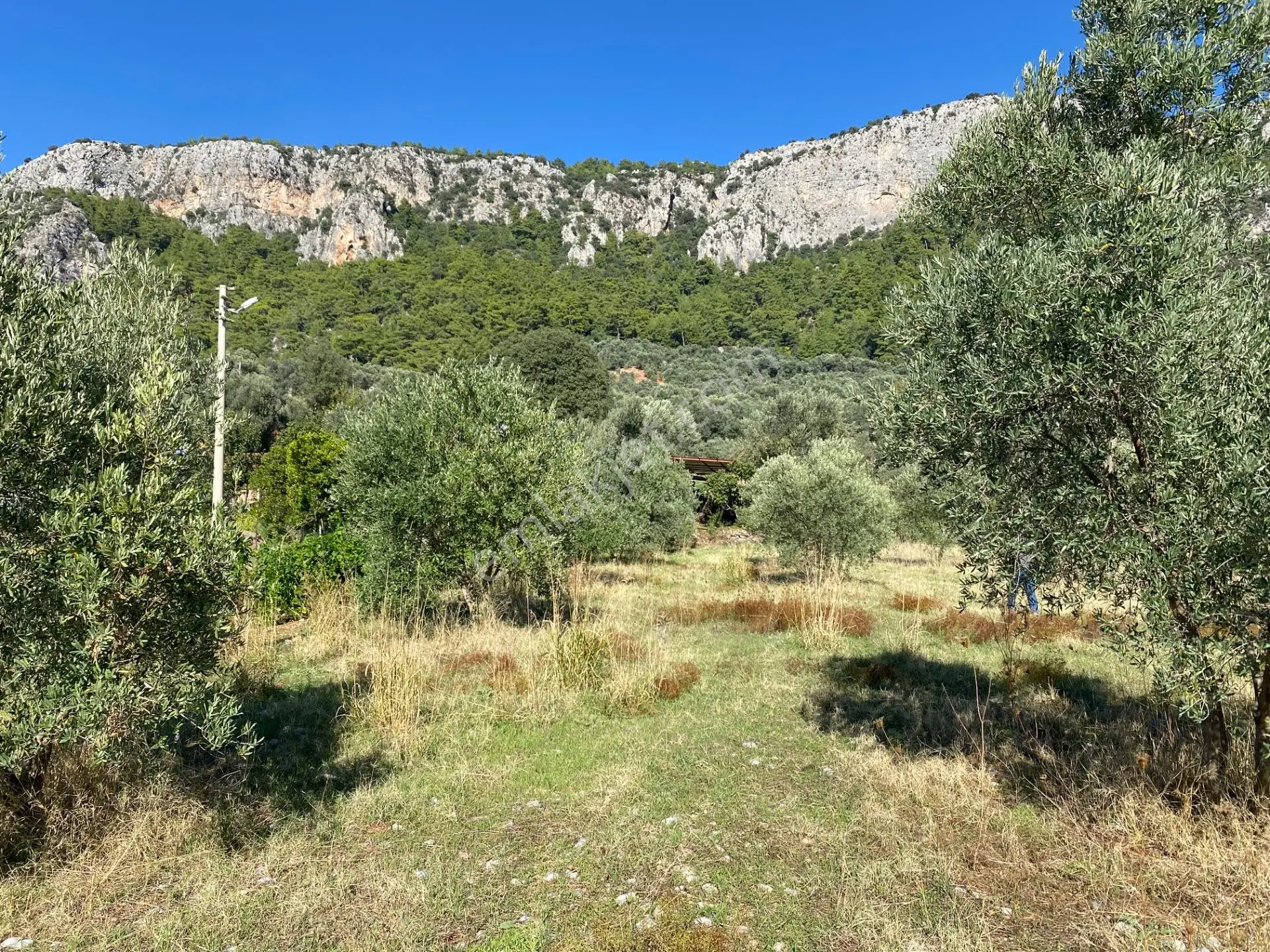 Dalaman Kayadibi Mahallesi Satılık 892 M² Zeytinlik — fotoğraf 17