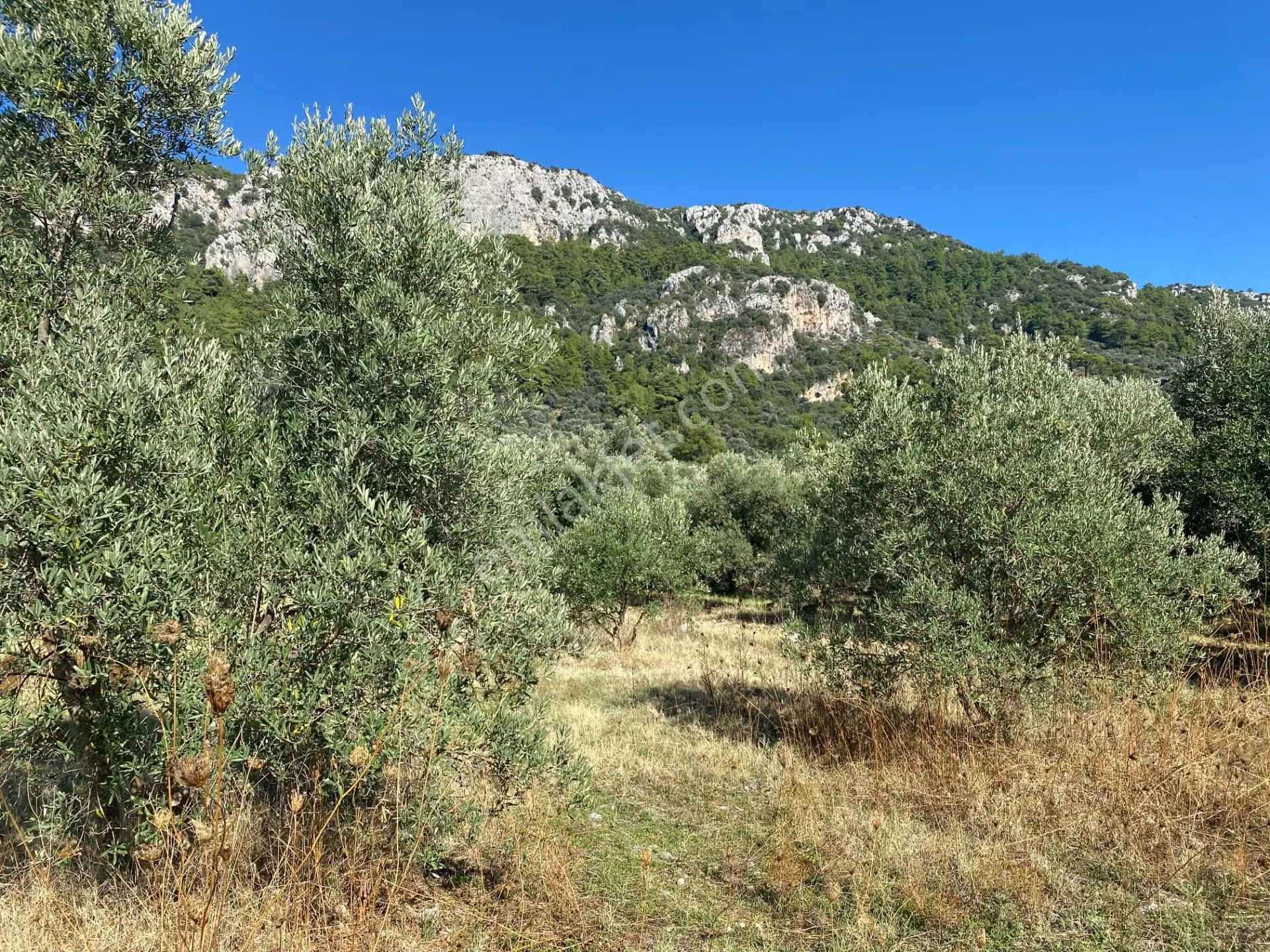 Dalaman Kayadibi Mahallesi Satılık 892 M² Zeytinlik — fotoğraf 18