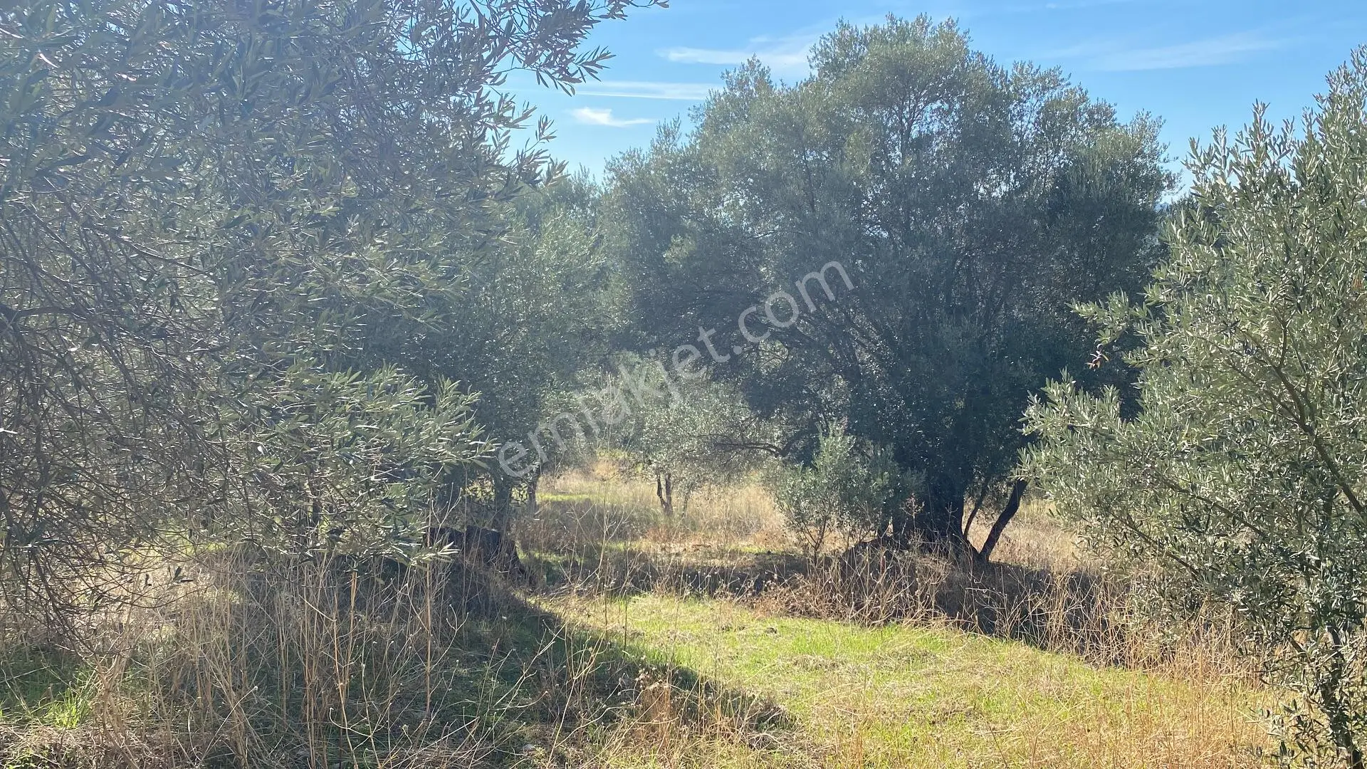 Dalaman Kayadibi Mahallesi Satılık 892 M² Zeytinlik — fotoğraf 20