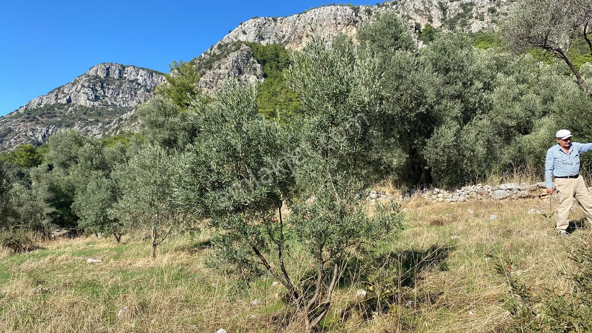 Dalaman Kayadibi Mahallesi Satılık 892 M² Zeytinlik — fotoğraf 22