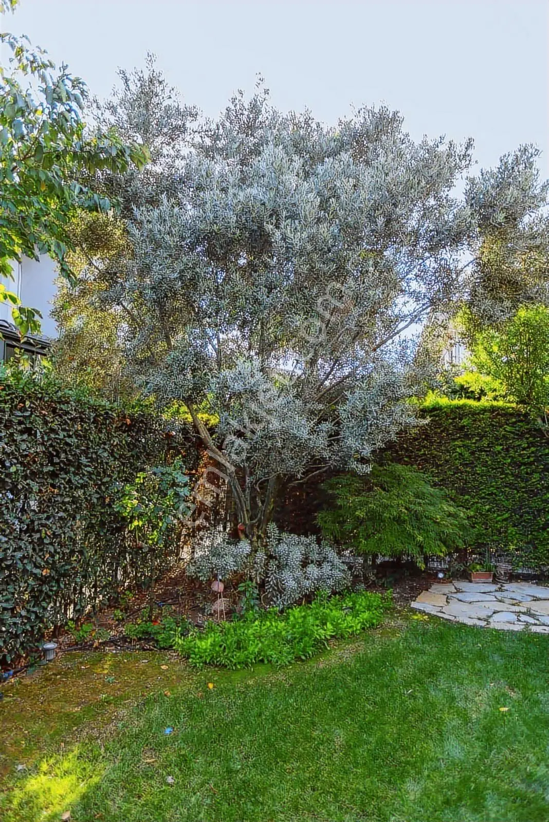 Dekar Asmalı Hayat Sitesi Satılık 361m2 5+1 Dubleks — fotoğraf 30