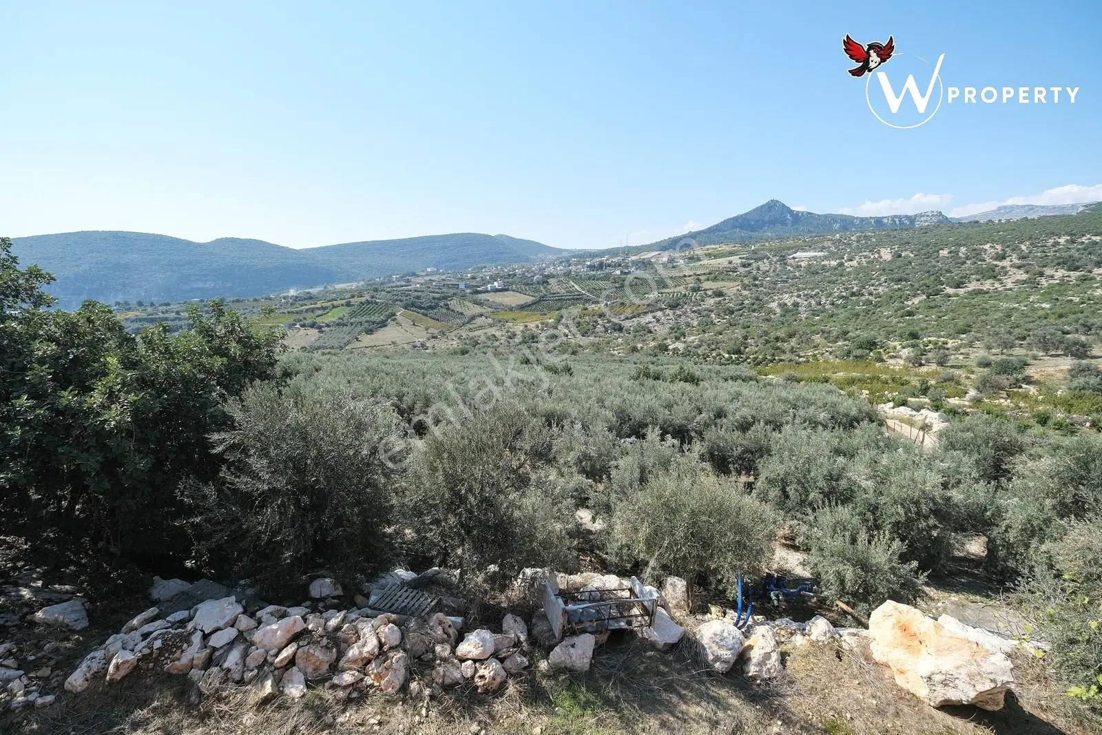 W Property Satılık 77 Dönüm Gemlik Zeytin Bahçesi 5.600 Ağaç — fotoğraf 5