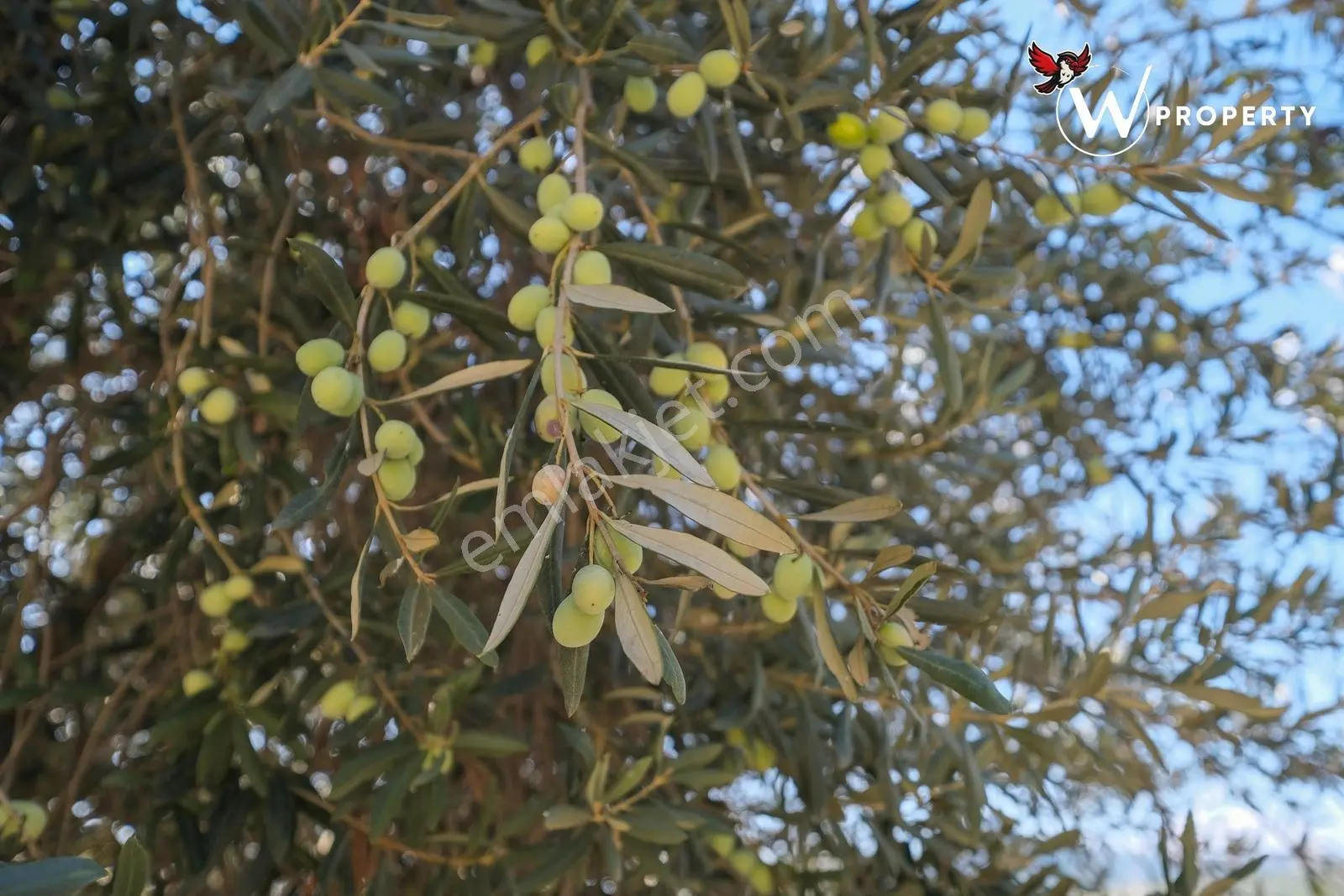 W Property Satılık 77 Dönüm Gemlik Zeytin Bahçesi 5.600 Ağaç — fotoğraf 6
