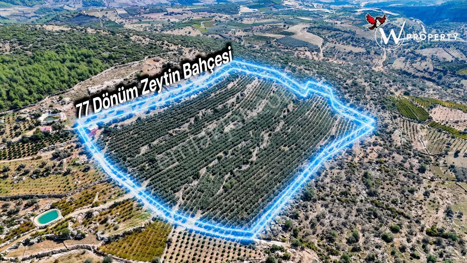 W Property Satılık 77 Dönüm Gemlik Zeytin Bahçesi 5.600 Ağaç — fotoğraf 8