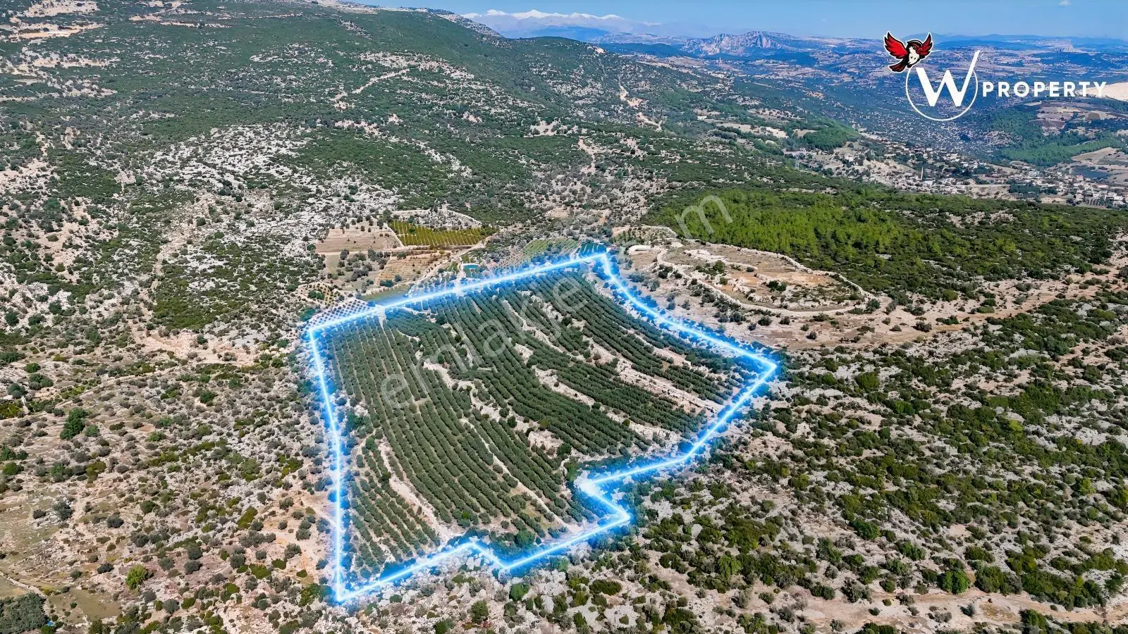 W Property Satılık 77 Dönüm Gemlik Zeytin Bahçesi 5.600 Ağaç — fotoğraf 10