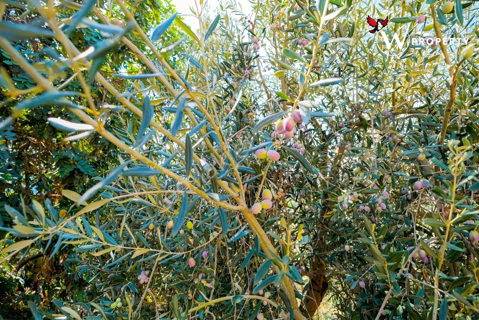 W Property Satılık 77 Dönüm Gemlik Zeytin Bahçesi 5.600 Ağaç — fotoğraf 15