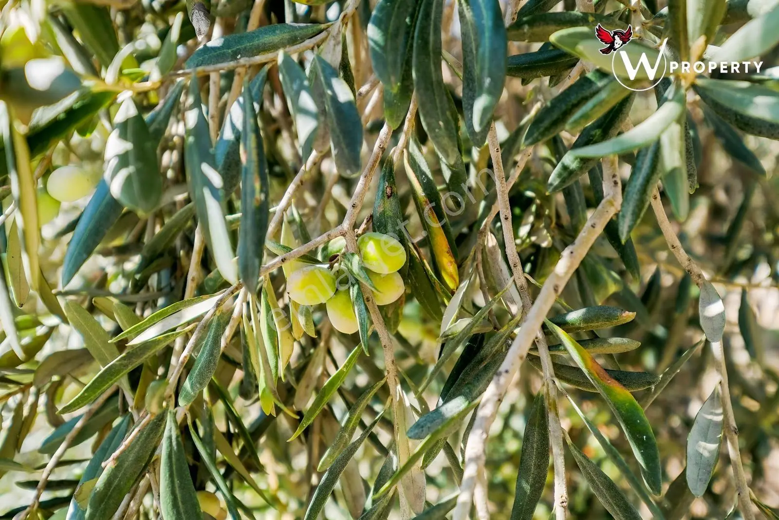 W Property Satılık 77 Dönüm Gemlik Zeytin Bahçesi 5.600 Ağaç — fotoğraf 16