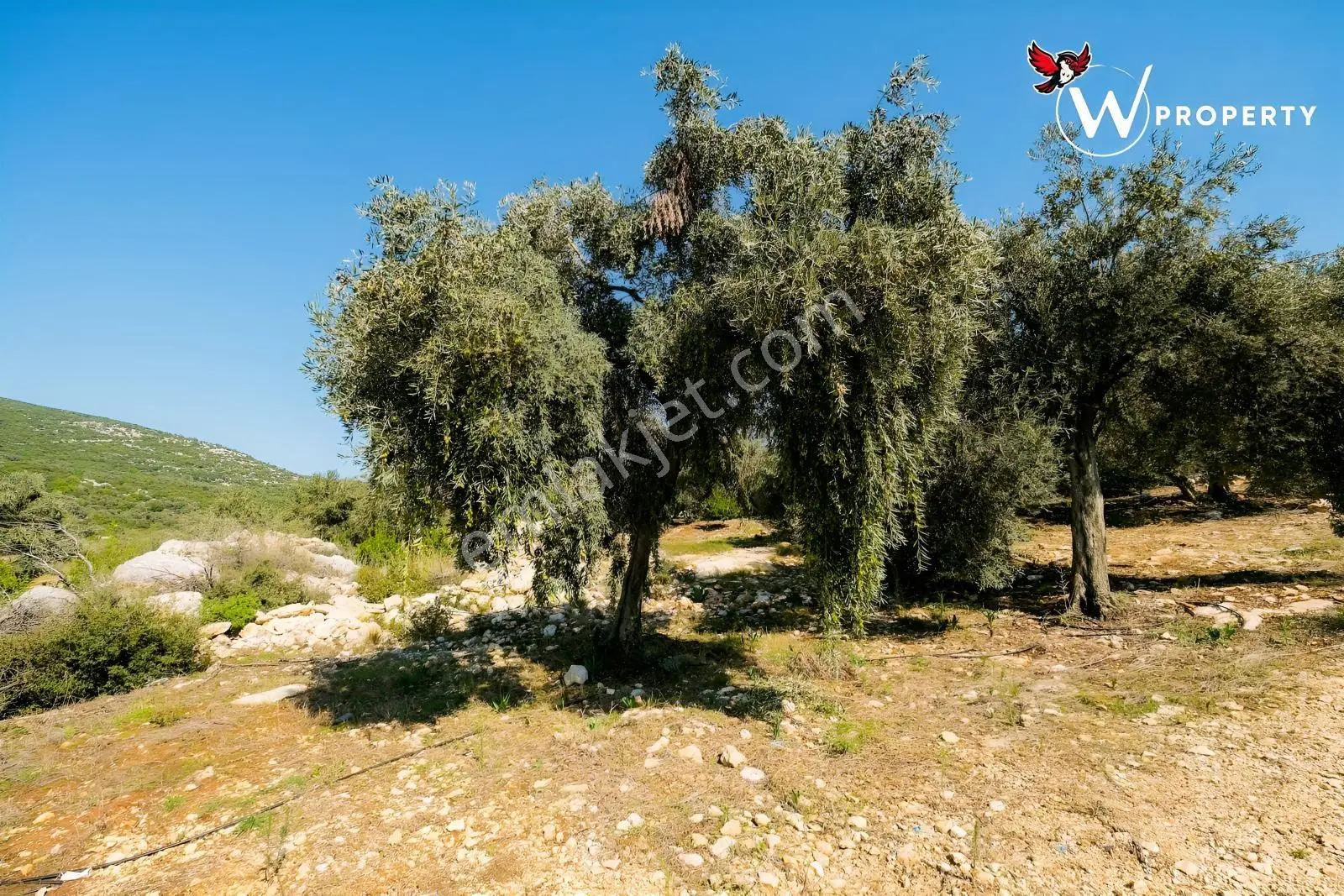 W Property Satılık 77 Dönüm Gemlik Zeytin Bahçesi 5.600 Ağaç — fotoğraf 18