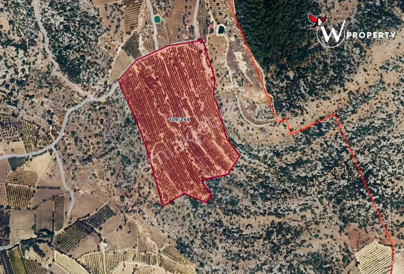 W Property Satılık 77 Dönüm Gemlik Zeytin Bahçesi 5.600 Ağaç — fotoğraf 21