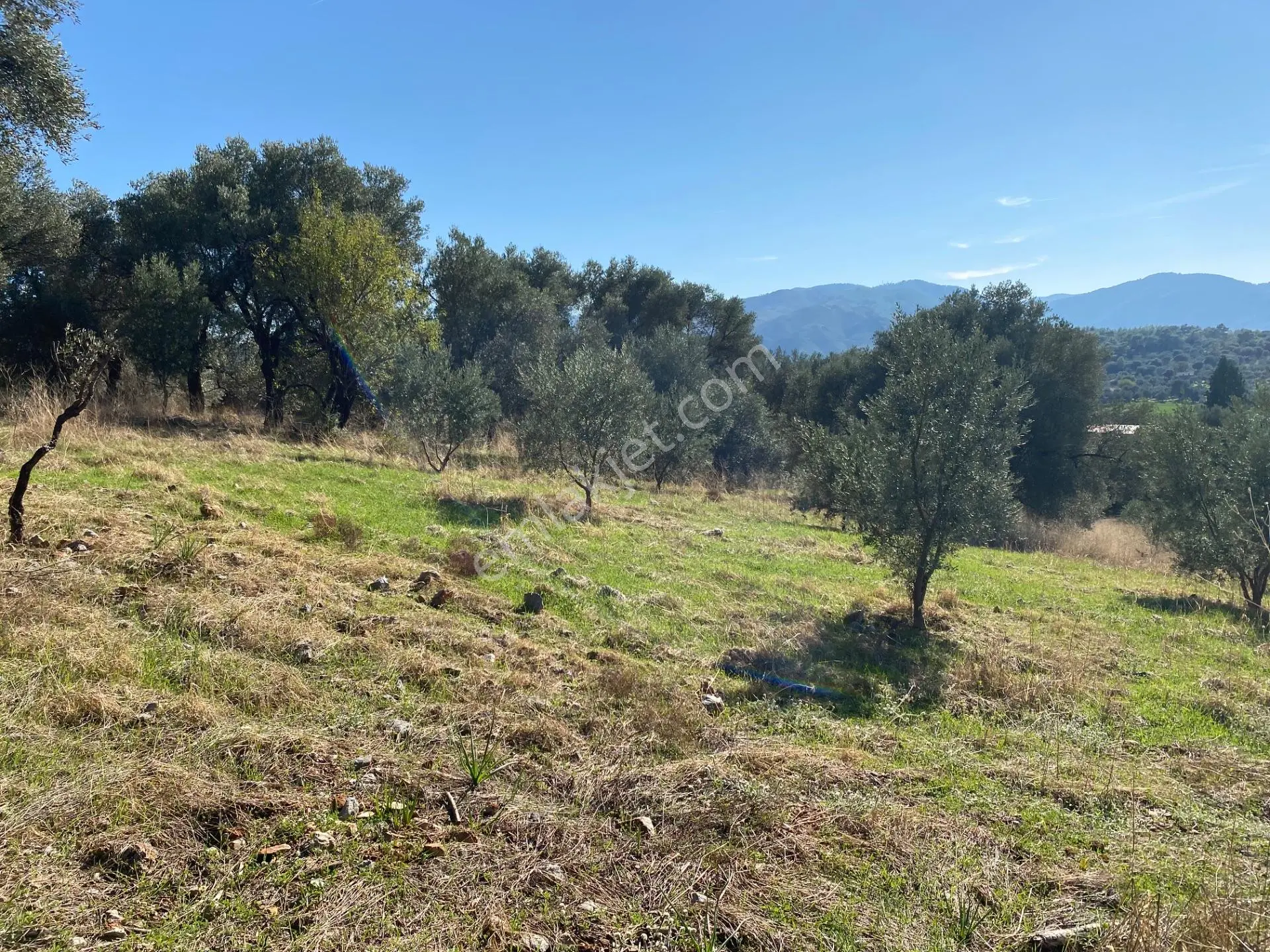 Dalaman Kayadibi Mahallesinde Satılık 892 M² Zeytinlik — fotoğraf 5