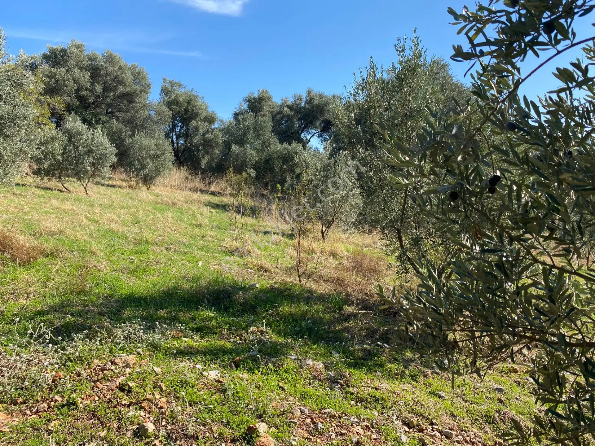 Dalaman Kayadibi Mahallesinde Satılık 892 M² Zeytinlik — fotoğraf 7