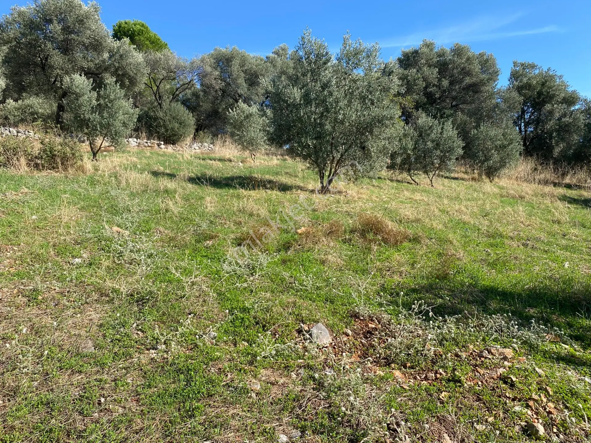 Dalaman Kayadibi Mahallesinde Satılık 892 M² Zeytinlik — fotoğraf 8