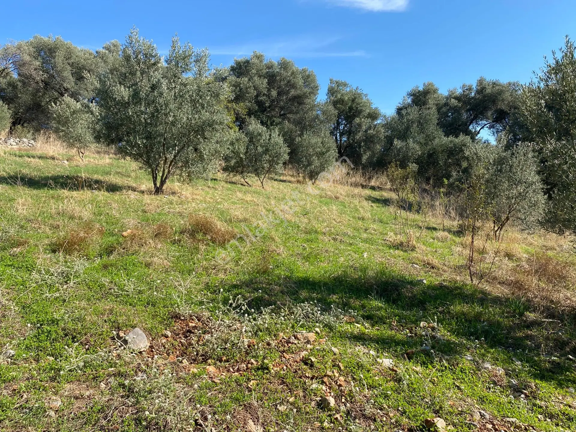 Dalaman Kayadibi Mahallesinde Satılık 892 M² Zeytinlik — fotoğraf 9