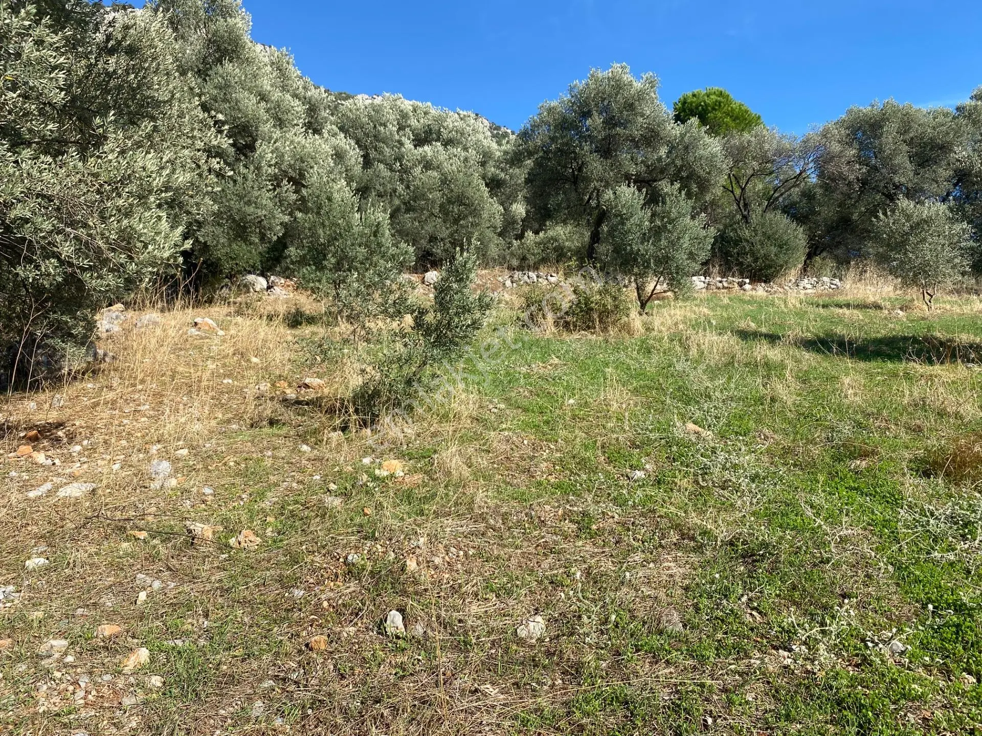 Dalaman Kayadibi Mahallesinde Satılık 892 M² Zeytinlik — fotoğraf 10