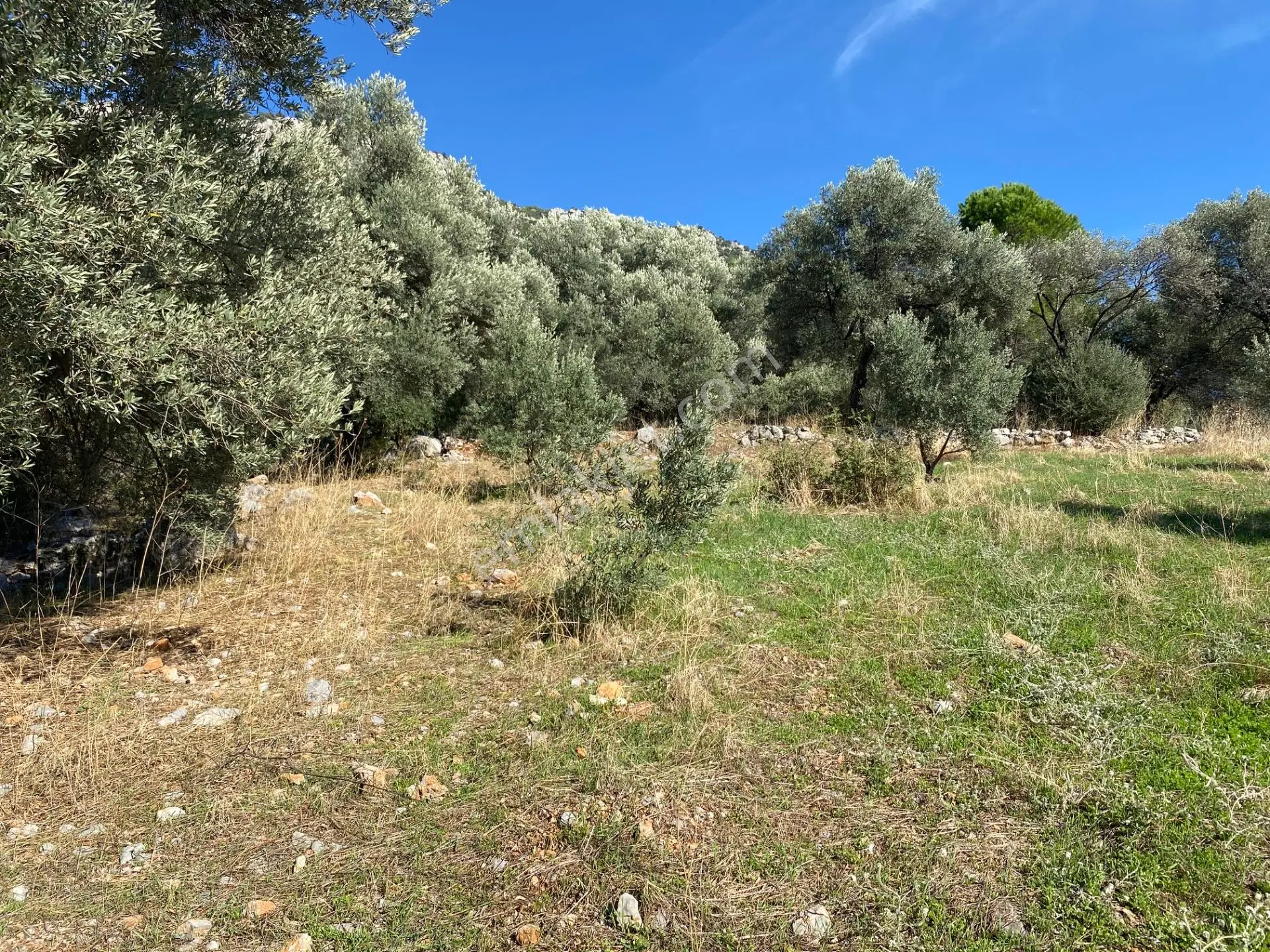 Dalaman Kayadibi Mahallesinde Satılık 892 M² Zeytinlik — fotoğraf 11