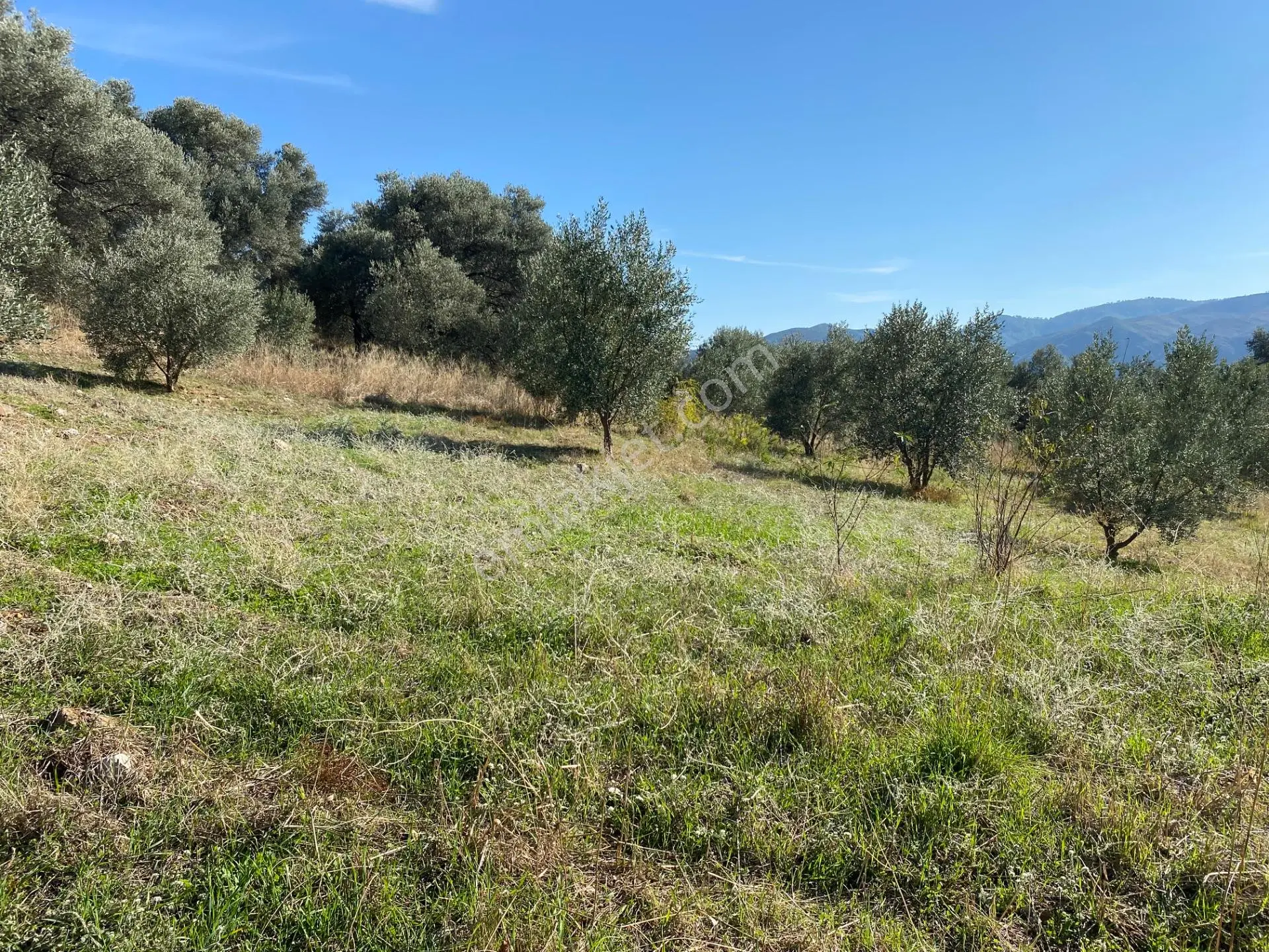 Dalaman Kayadibi Mahallesinde Satılık 892 M² Zeytinlik — fotoğraf 15