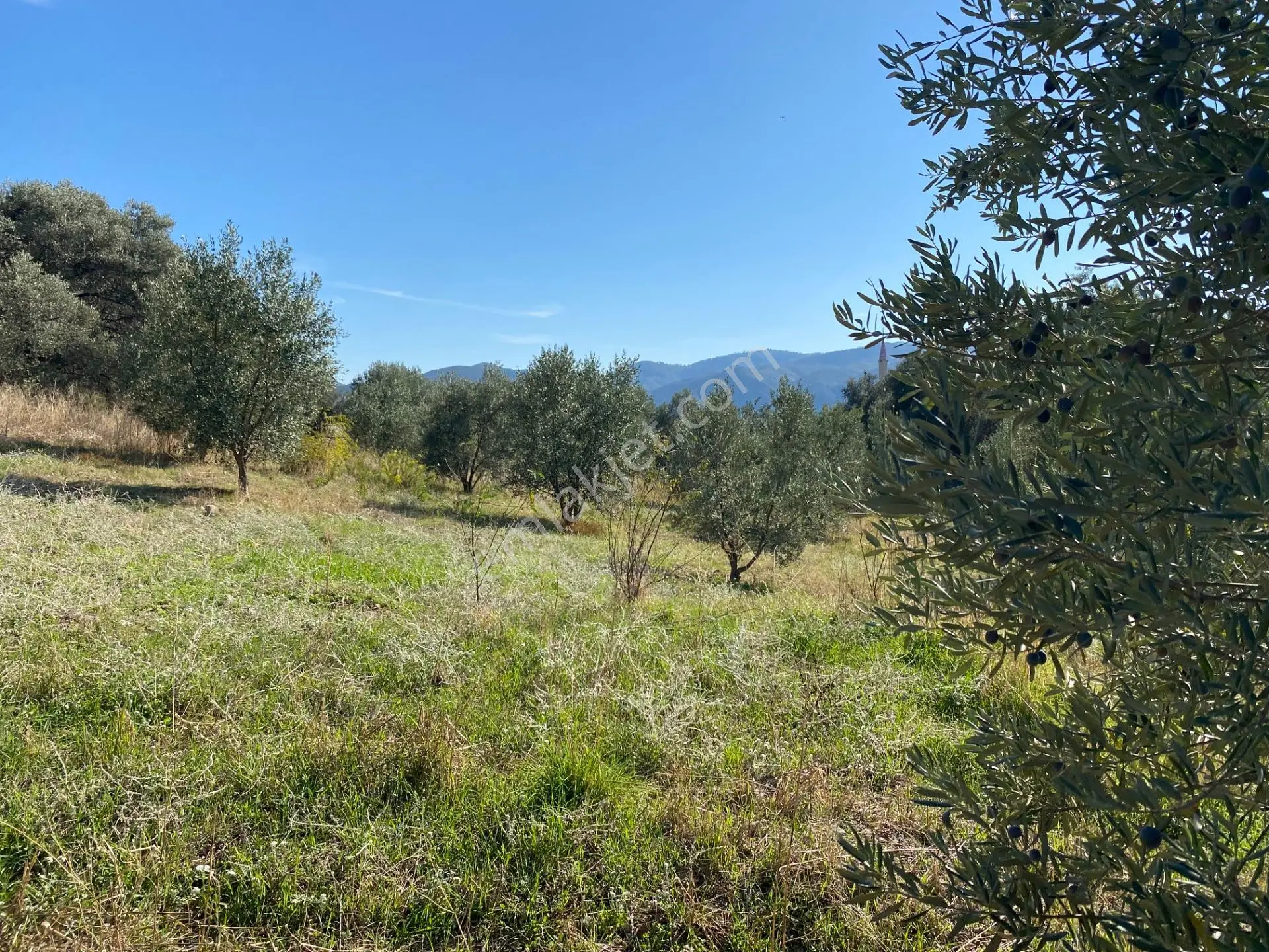 Dalaman Kayadibi Mahallesinde Satılık 892 M² Zeytinlik — fotoğraf 16
