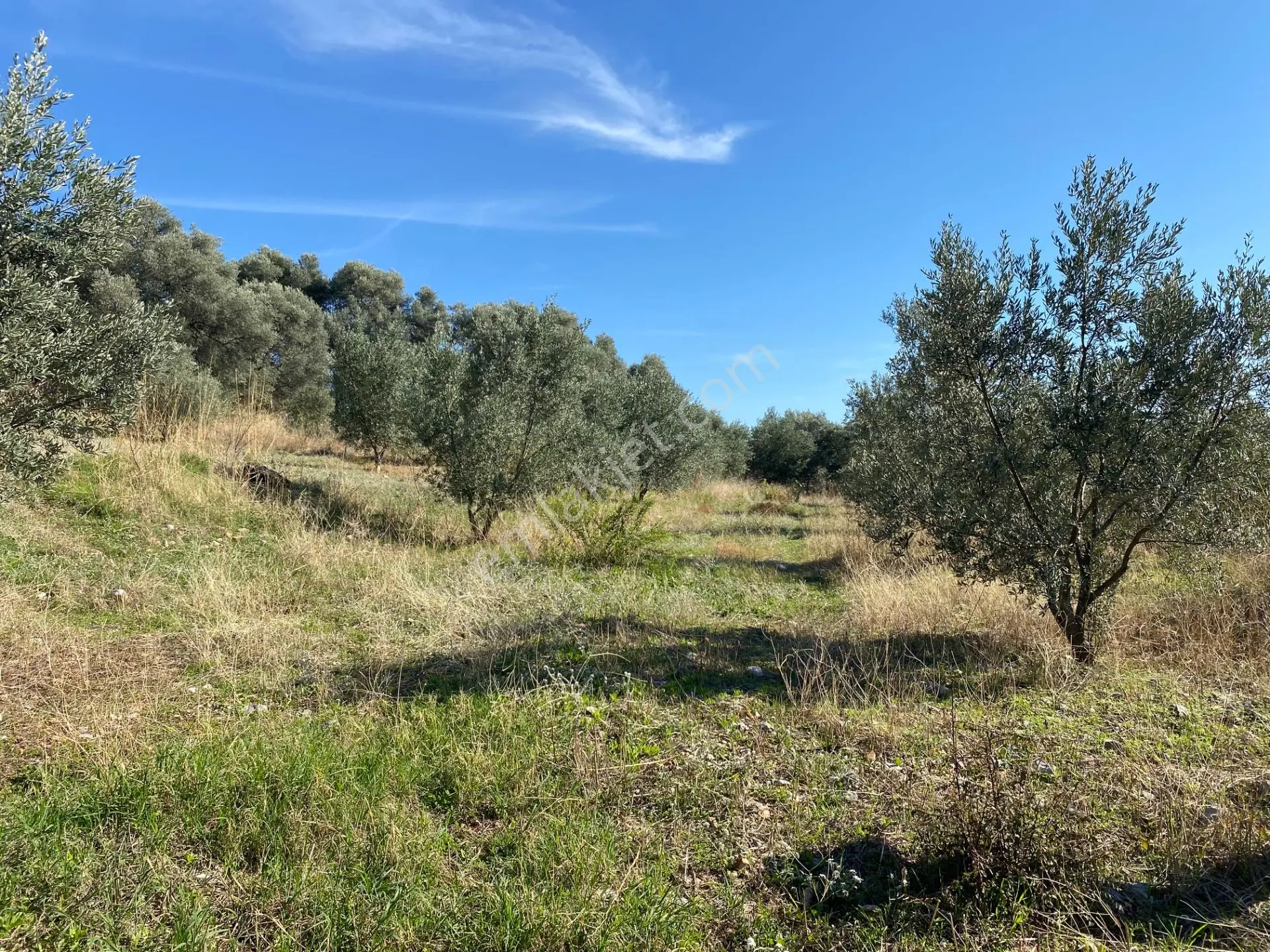 Dalaman Kayadibi Mahallesinde Satılık 892 M² Zeytinlik — fotoğraf 18