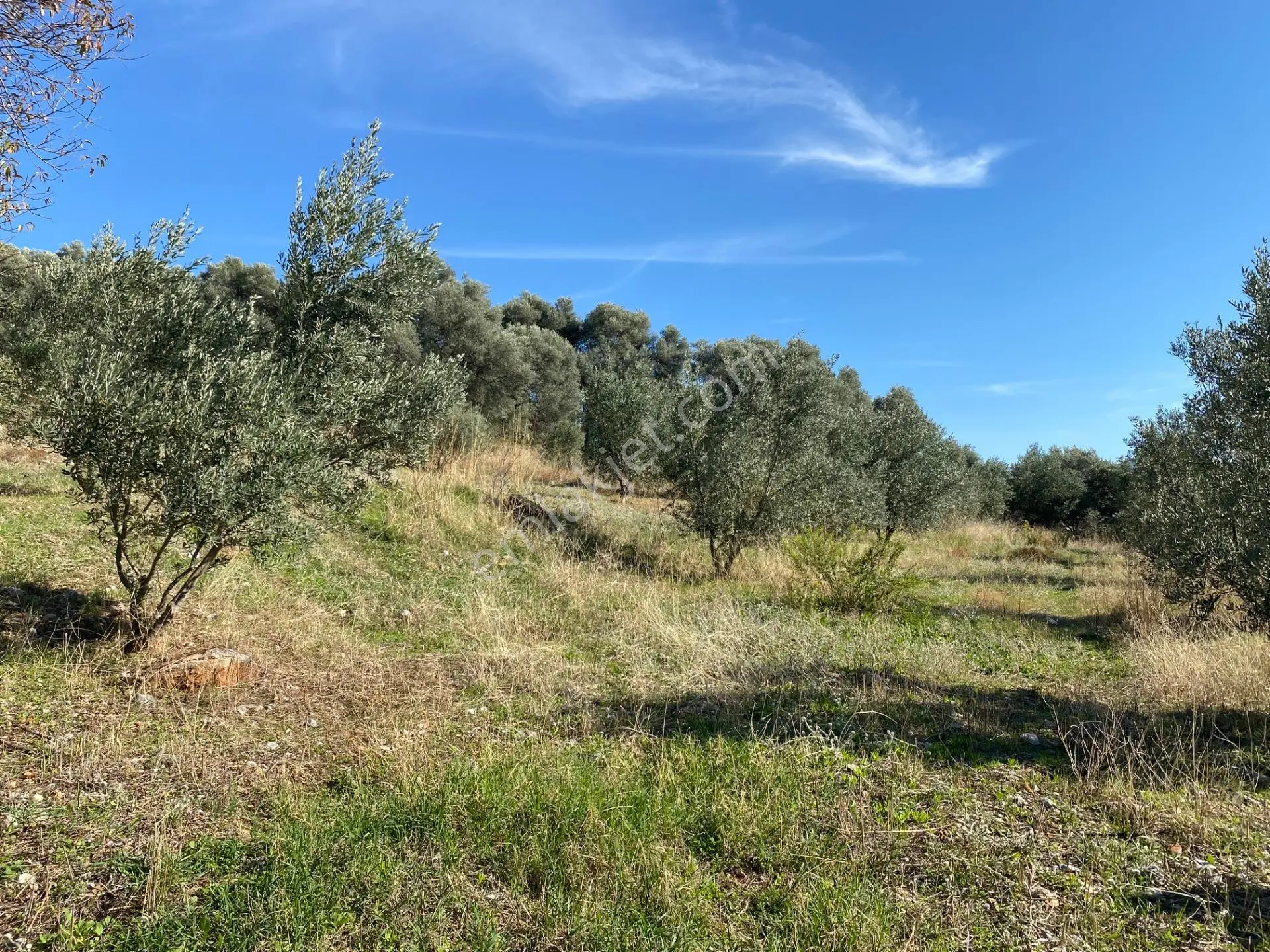 Dalaman Kayadibi Mahallesinde Satılık 892 M² Zeytinlik — fotoğraf 19