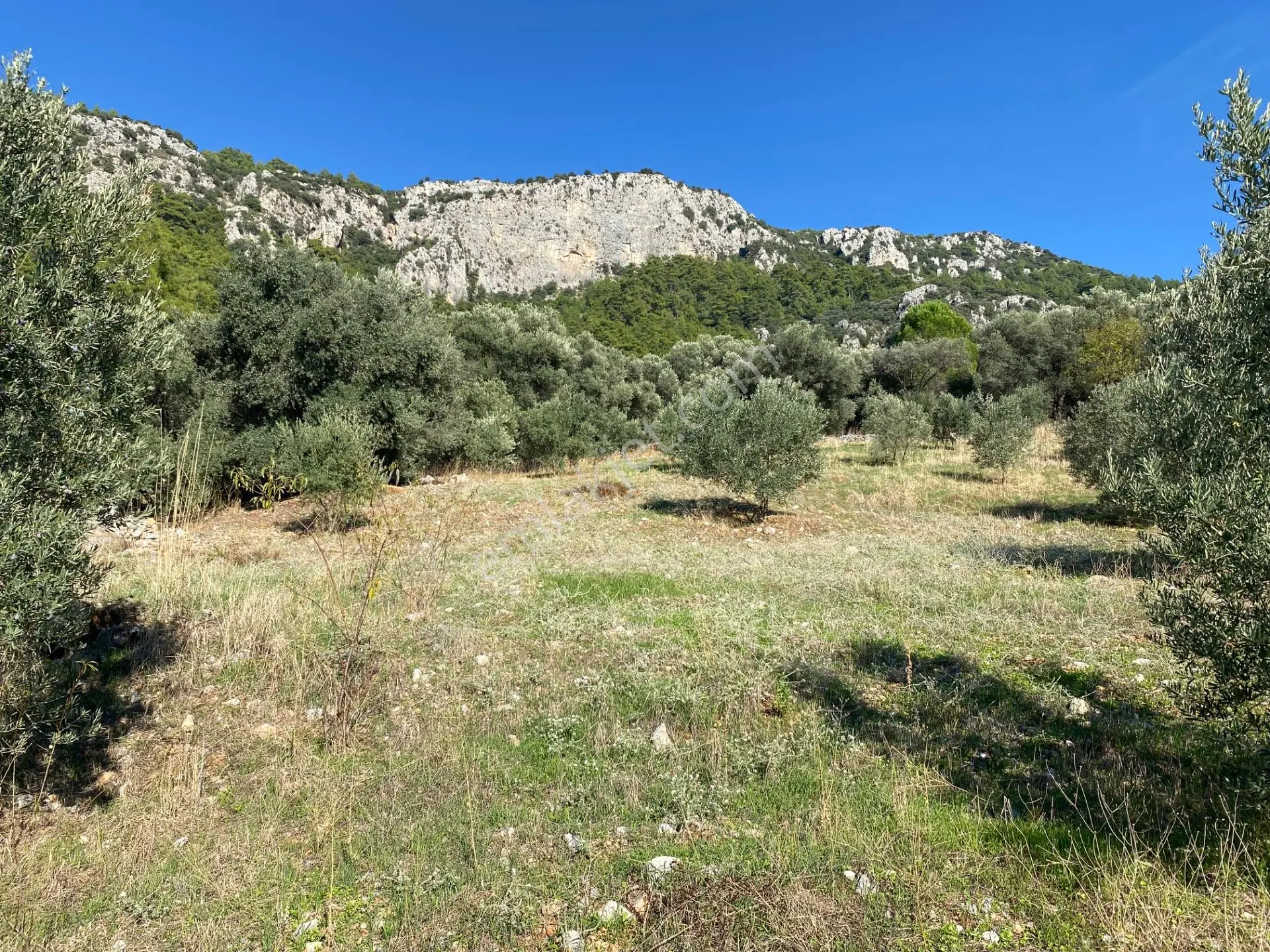 Dalaman Kayadibi Mahallesinde Satılık 892 M² Zeytinlik — fotoğraf 20