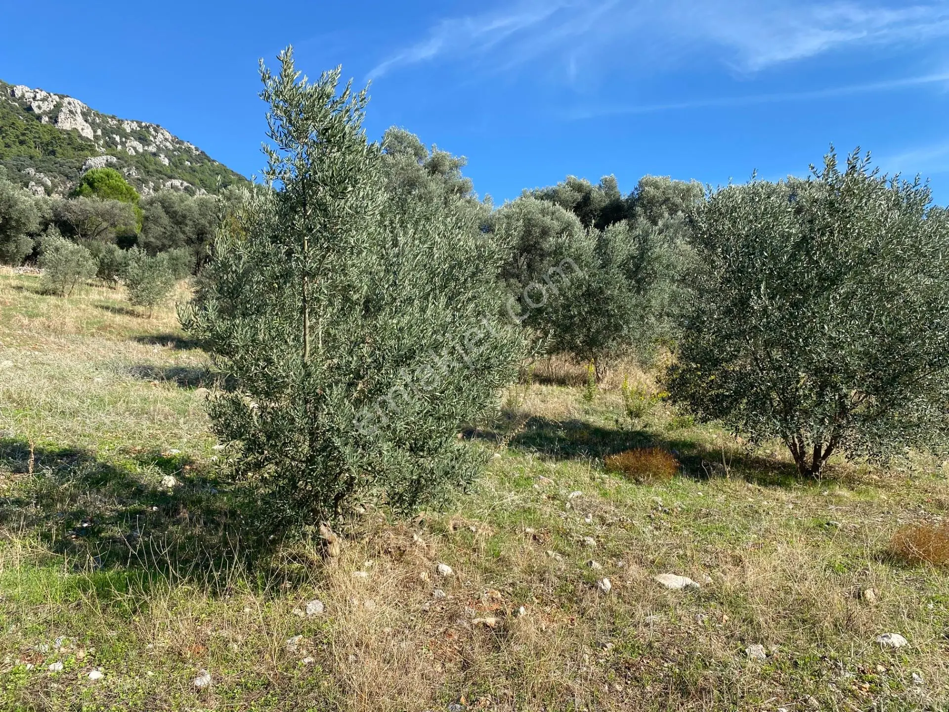 Dalaman Kayadibi Mahallesinde Satılık 892 M² Zeytinlik — fotoğraf 21