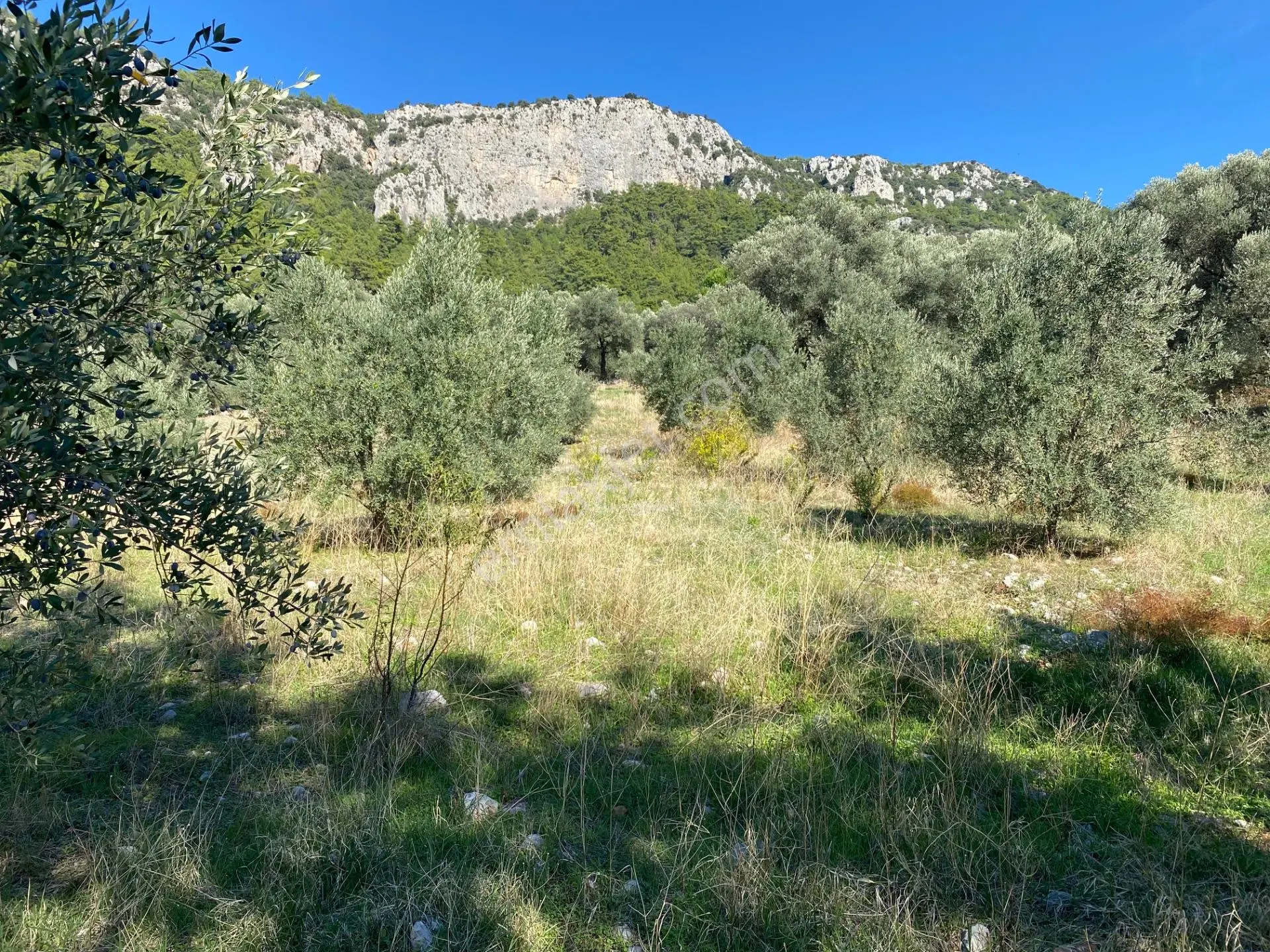 Dalaman Kayadibi Mahallesinde Satılık 892 M² Zeytinlik — fotoğraf 25